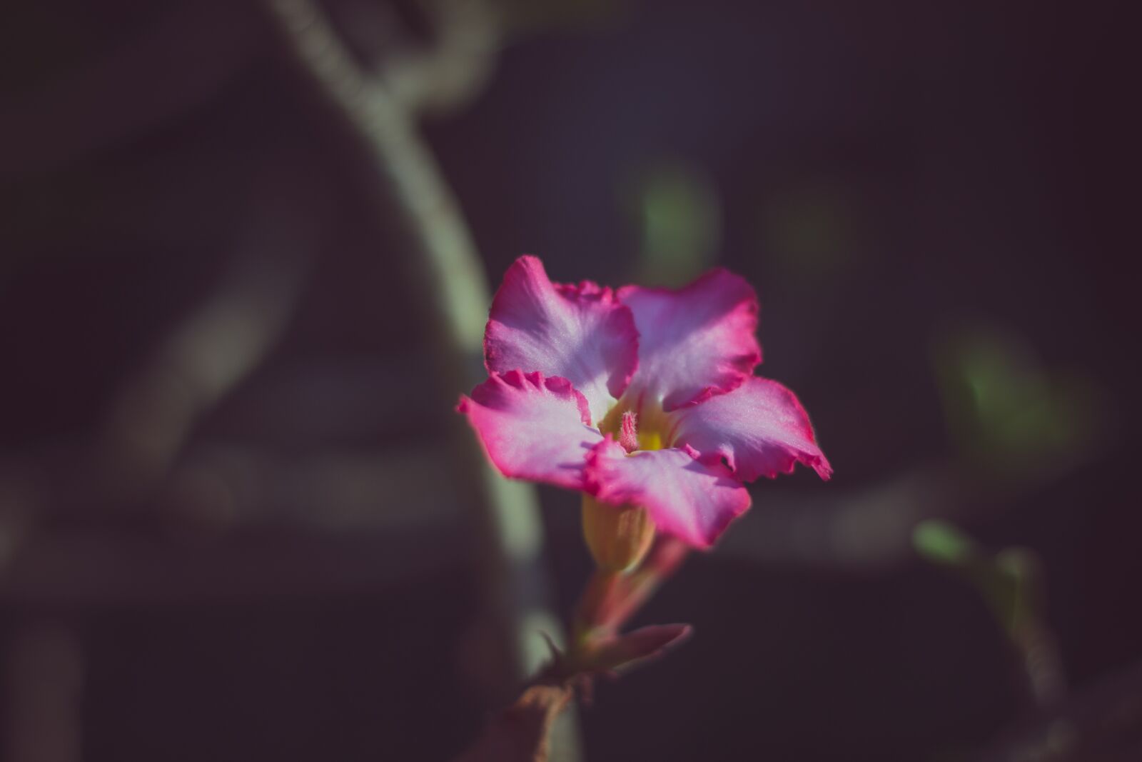 Canon EOS 700D (EOS Rebel T5i / EOS Kiss X7i) + Canon EF 50mm F1.8 STM sample photo. Invited to visit, flowers photography