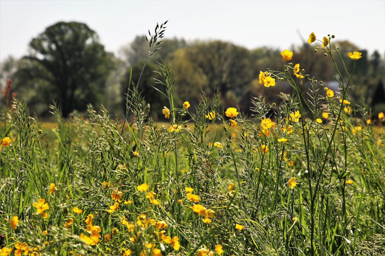 Canon EOS 80D sample photo. Nature, meadow, field photography