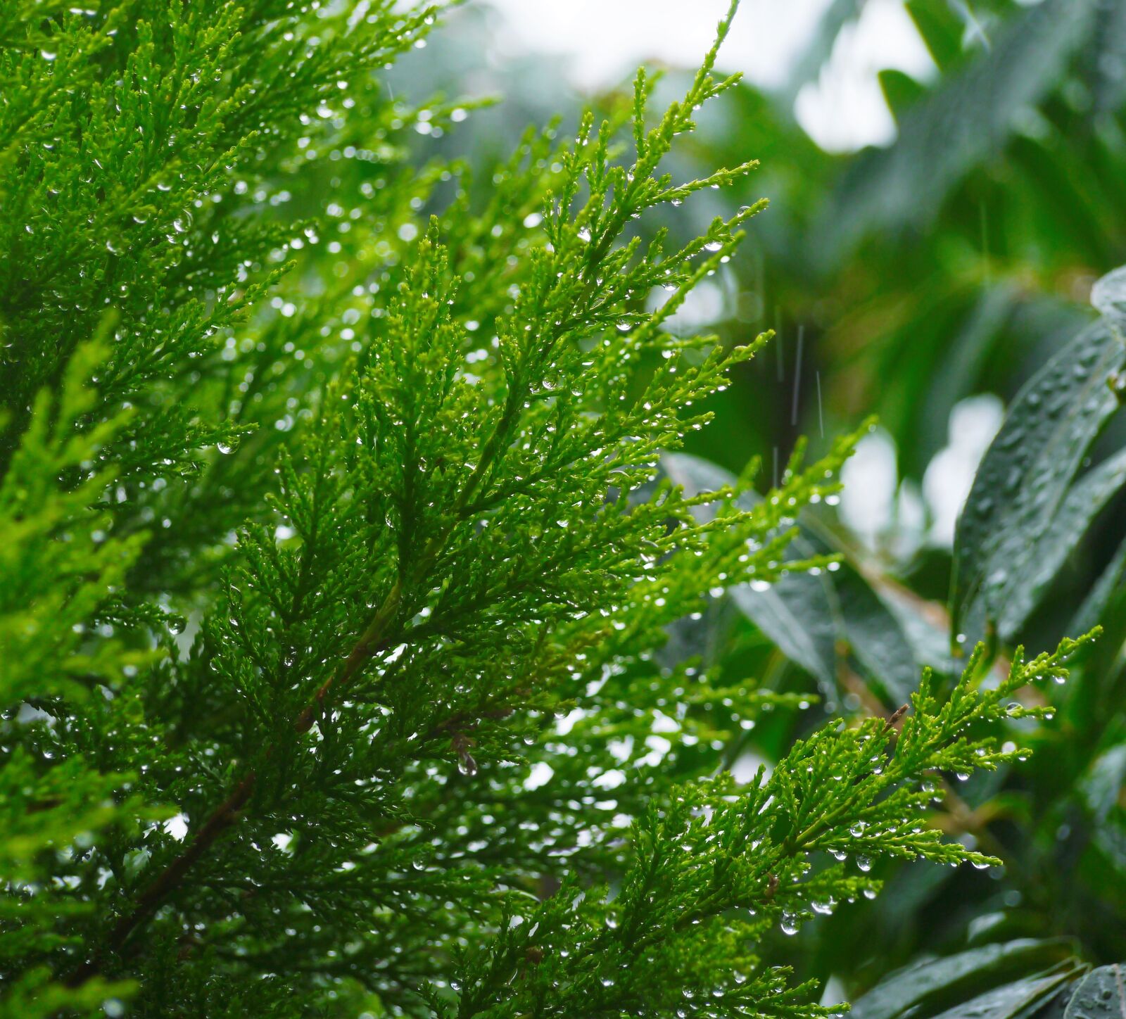 Panasonic Lumix DMC-GX1 sample photo. Wood, arboretum, branch photography