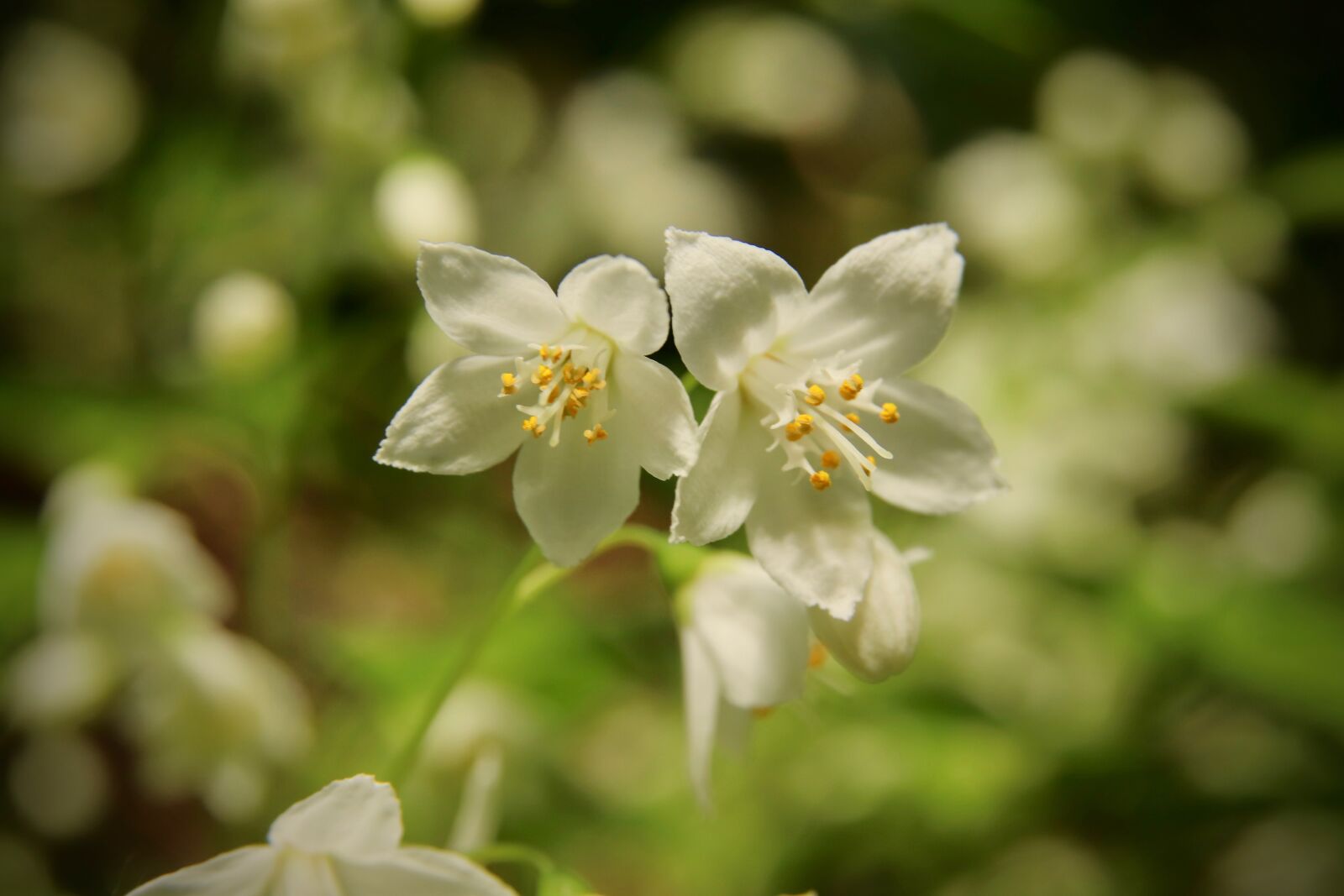 Canon EOS 800D (EOS Rebel T7i / EOS Kiss X9i) sample photo. Maiblumenstrauch, mayflower, flowers photography