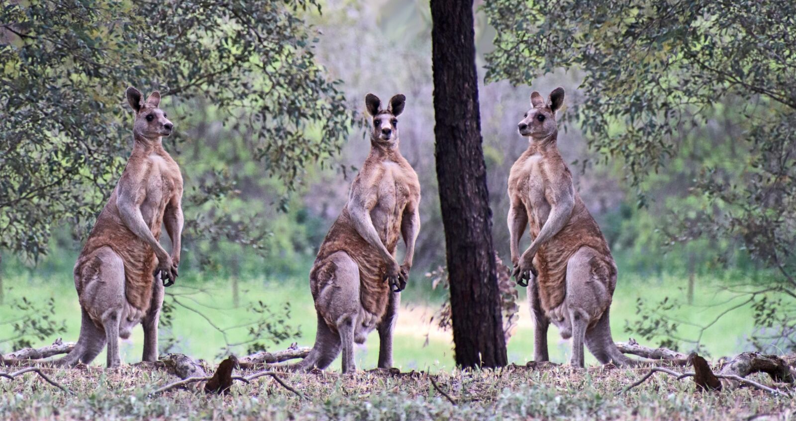 Canon EOS 800D (EOS Rebel T7i / EOS Kiss X9i) sample photo. Animals, kangaroos, male photography