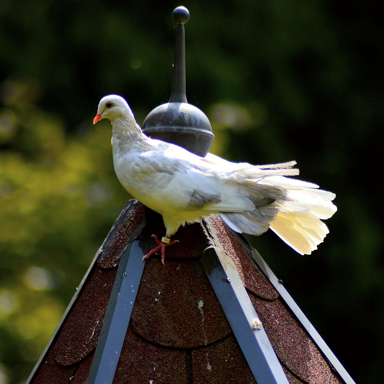Nikon D3200 sample photo. White dove, dove, feather photography