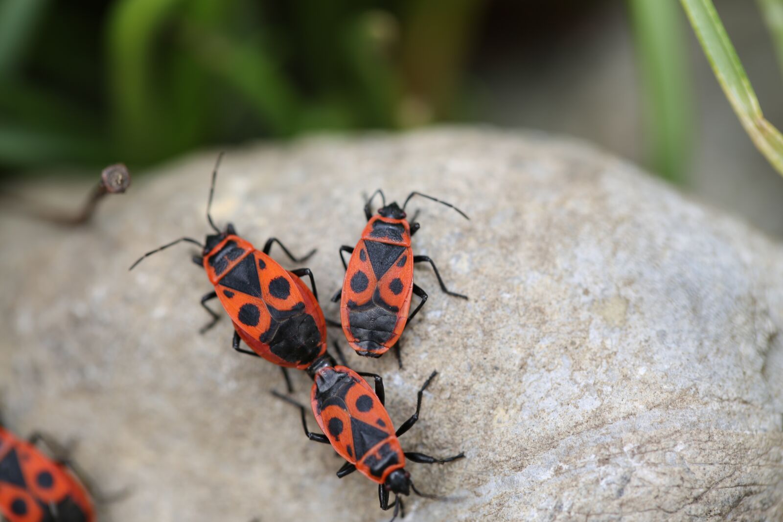 Canon EF 100mm F2.8L Macro IS USM sample photo. Fire beetle, insect, beetle photography