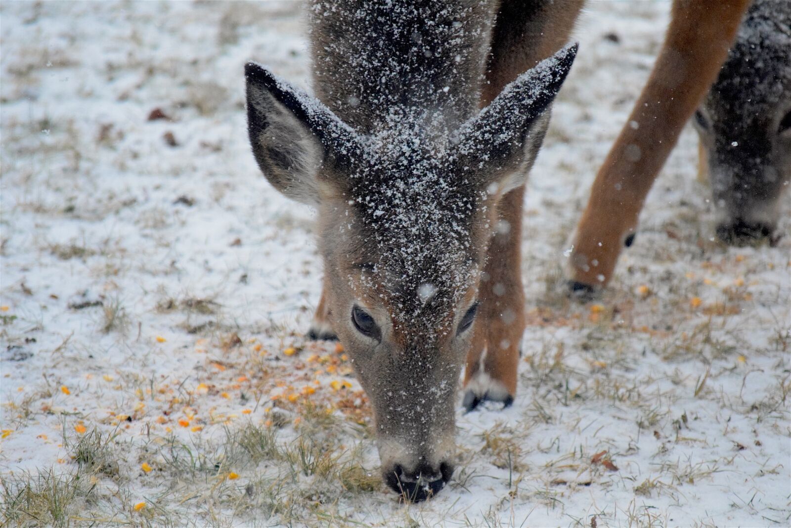 Nikon D3300 sample photo. Deer, snow, winter photography