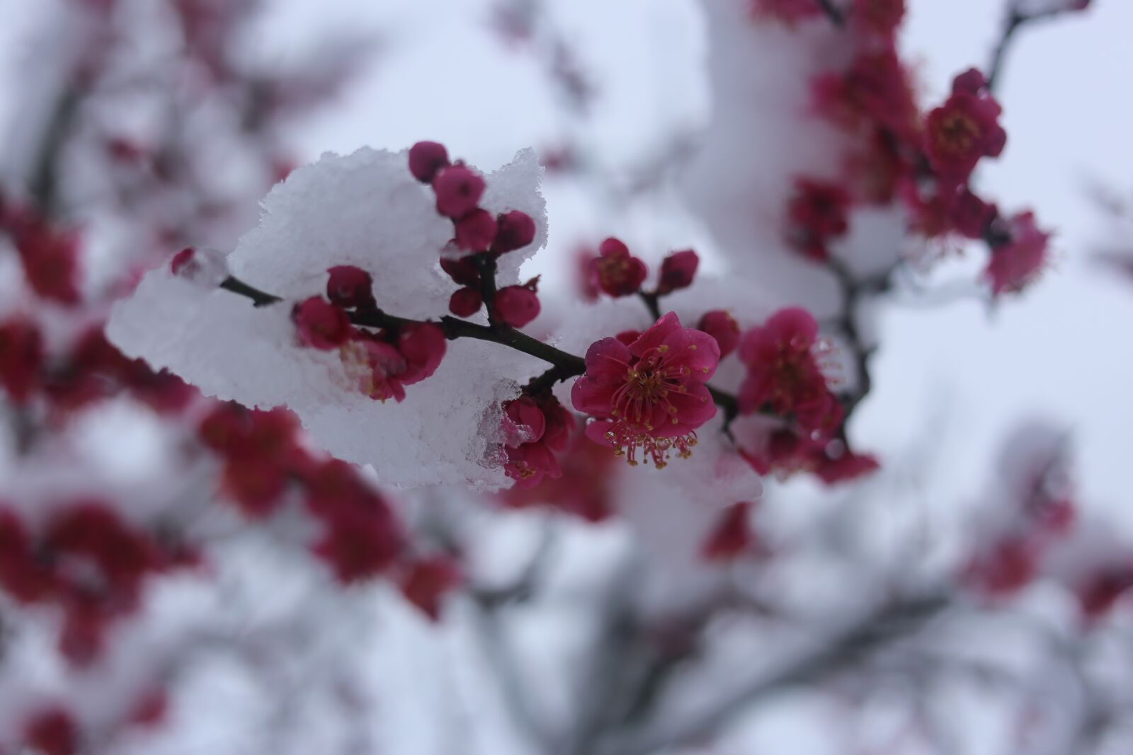 Canon EF 40mm F2.8 STM sample photo. Branch, cherry, tree photography