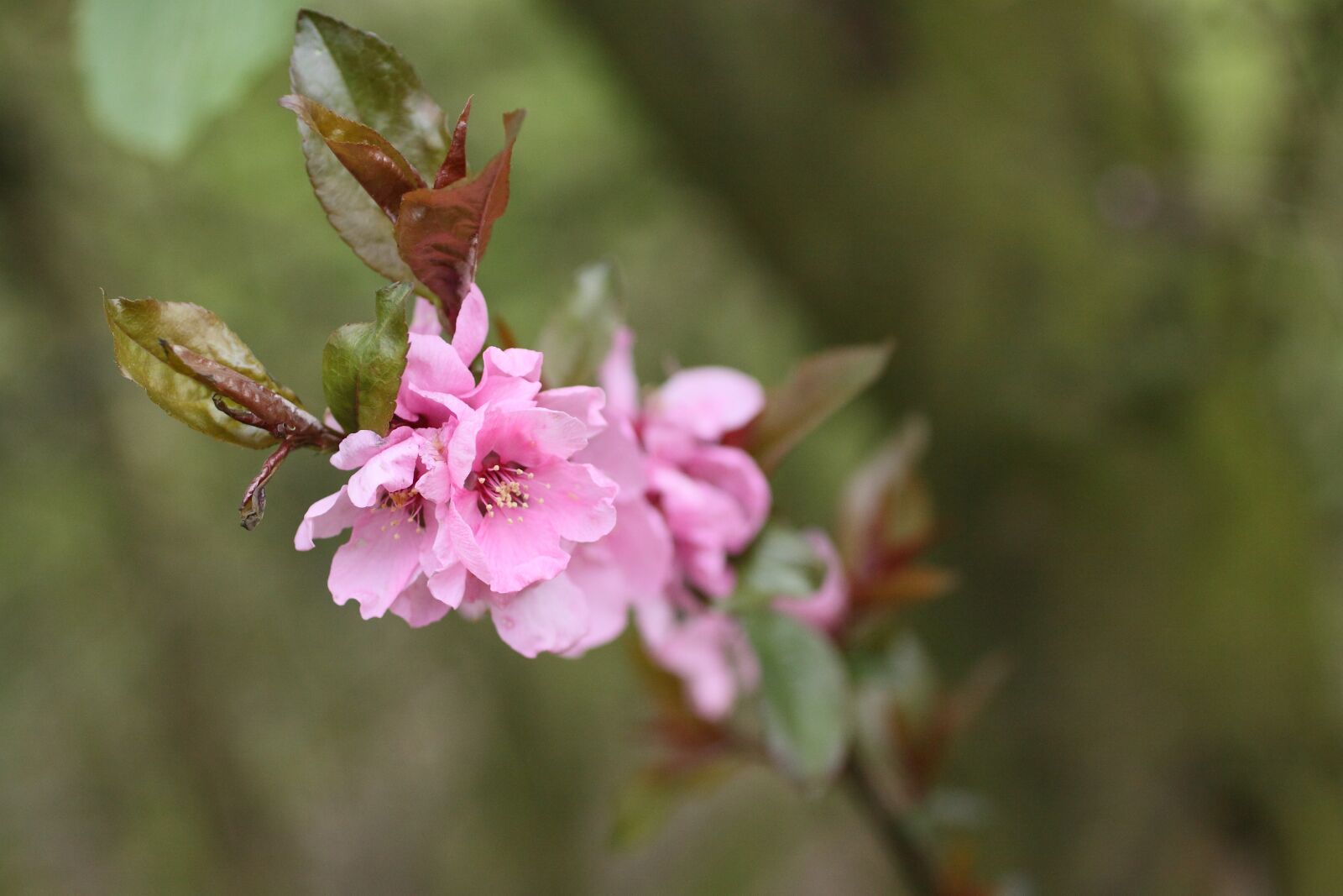 Canon EOS 50D sample photo. Blossom, bloom, pink photography