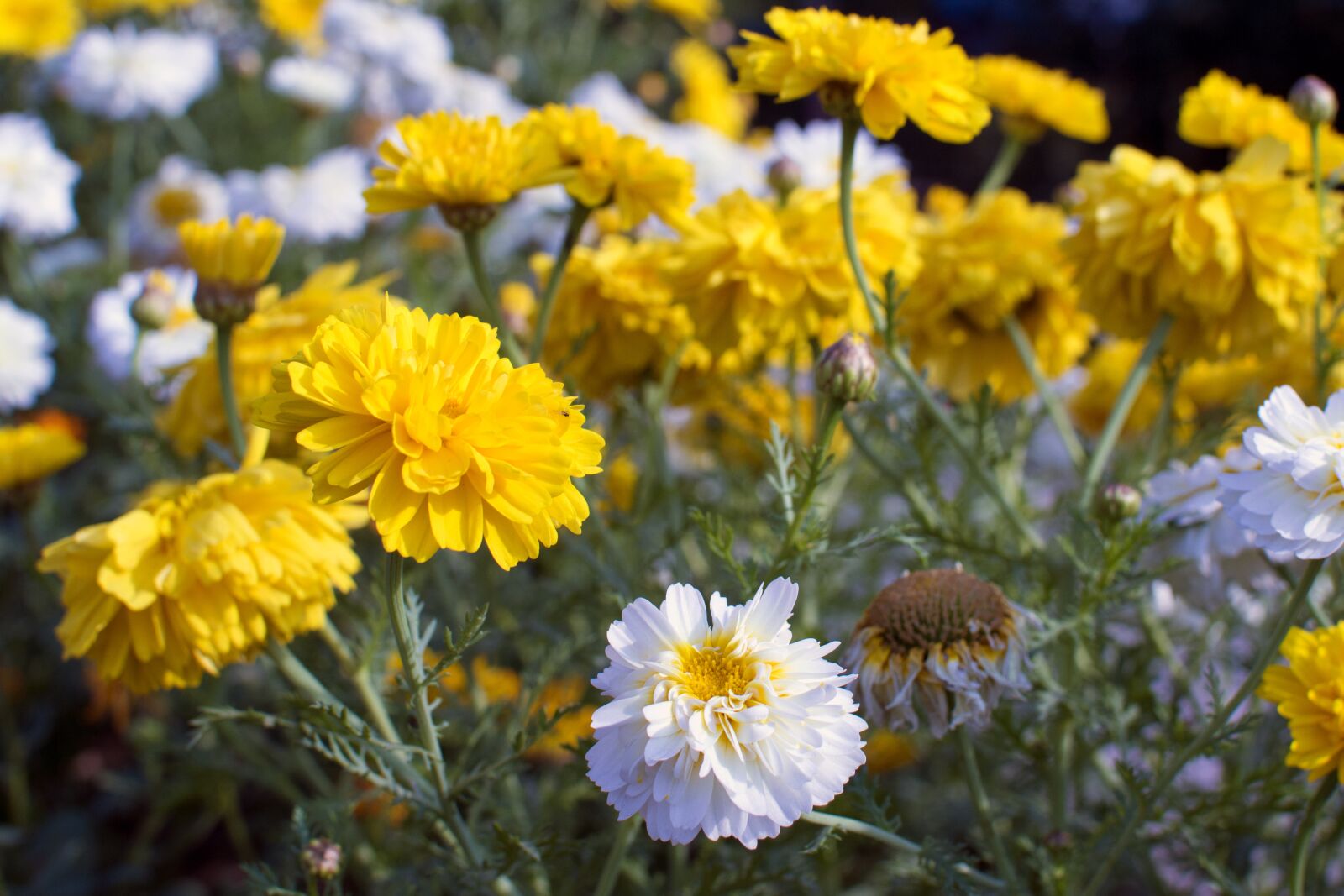 Nikon D3200 sample photo. Flowers, nature, beauty photography