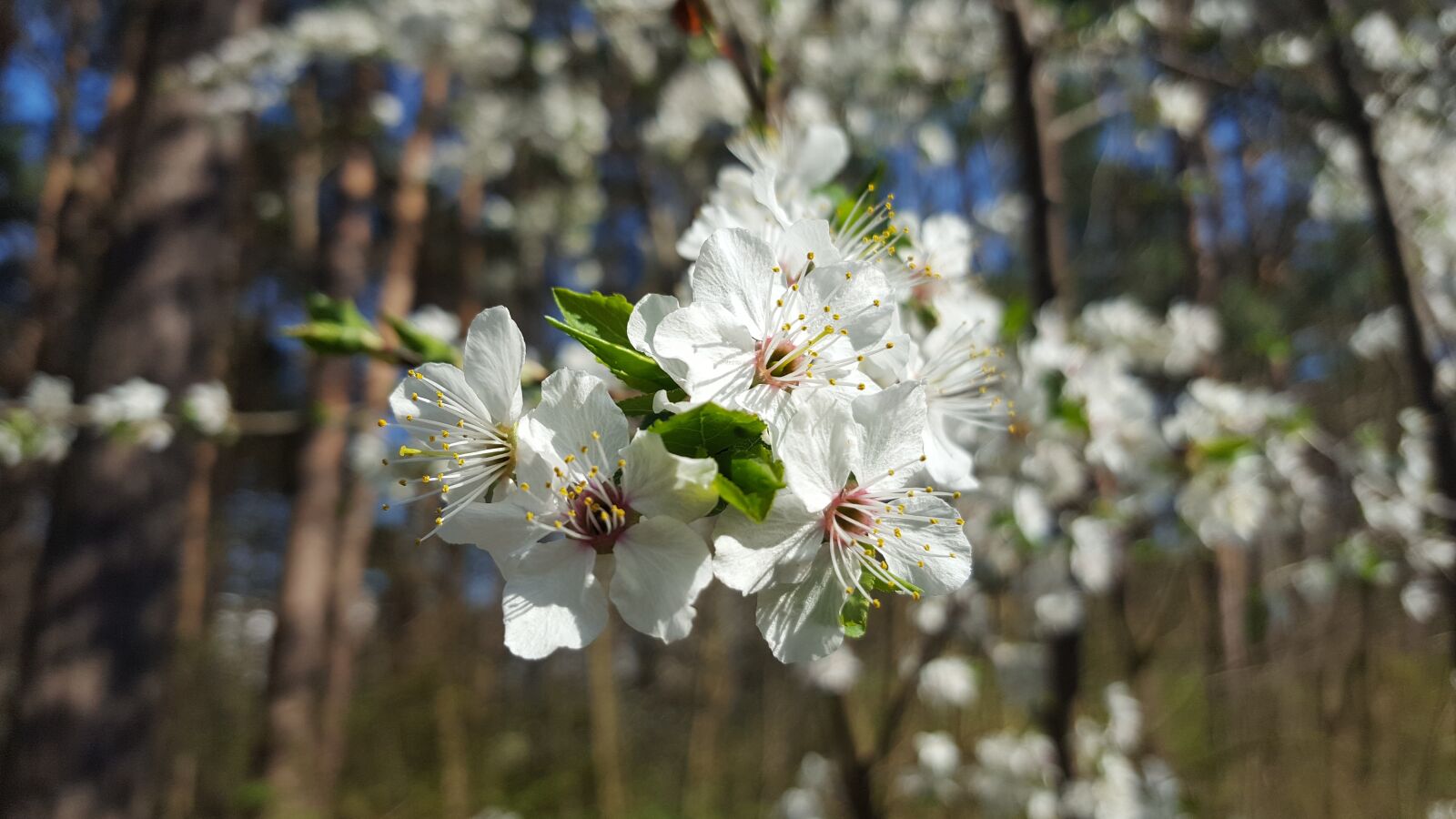 Samsung Galaxy S6 sample photo. Blossom, bloom, spring photography