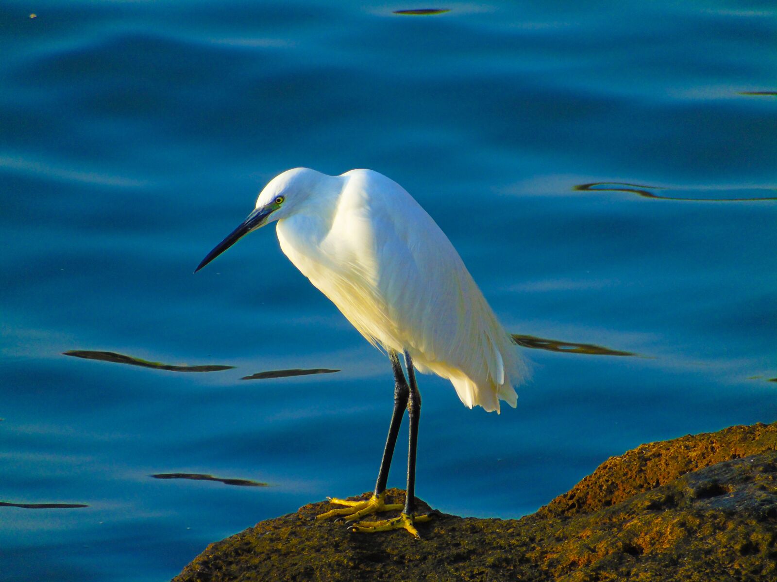 Sony Cyber-shot DSC-H400 sample photo. Birds, sea, bird photography