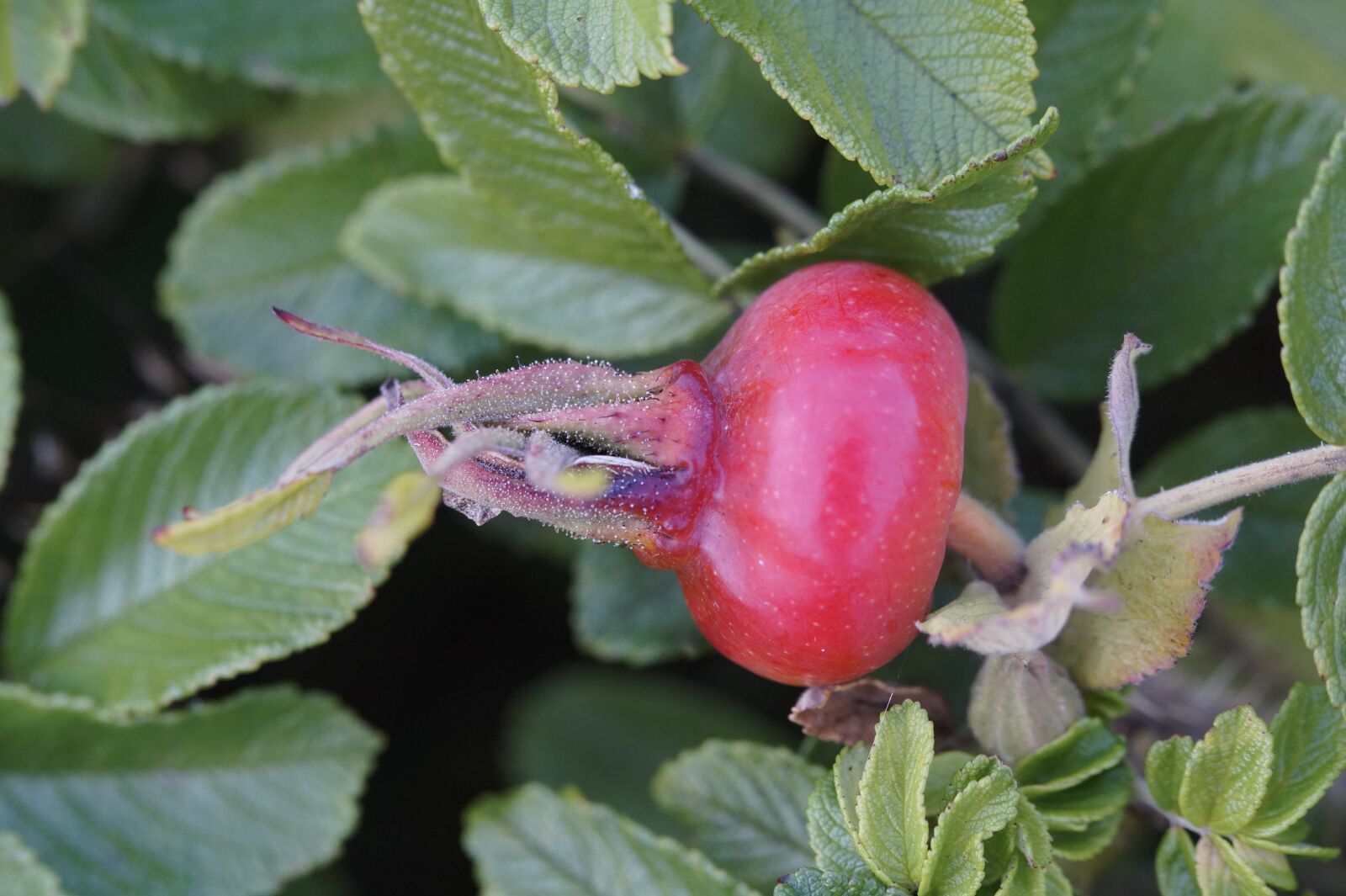 Sony SLT-A58 sample photo. Heck roses, rose hip photography