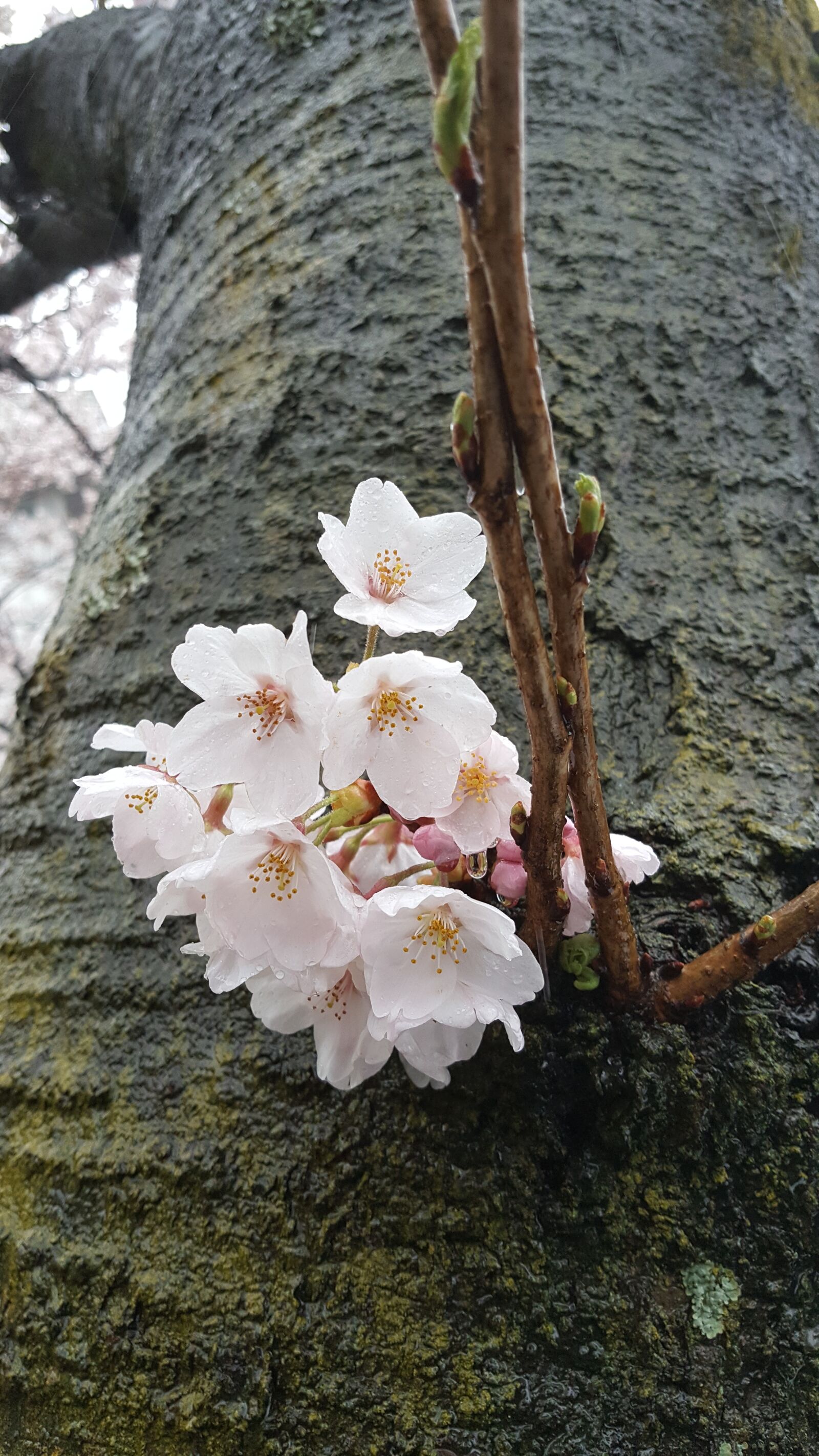 Samsung Galaxy Note5 sample photo. Non, cherry flowers, spring photography