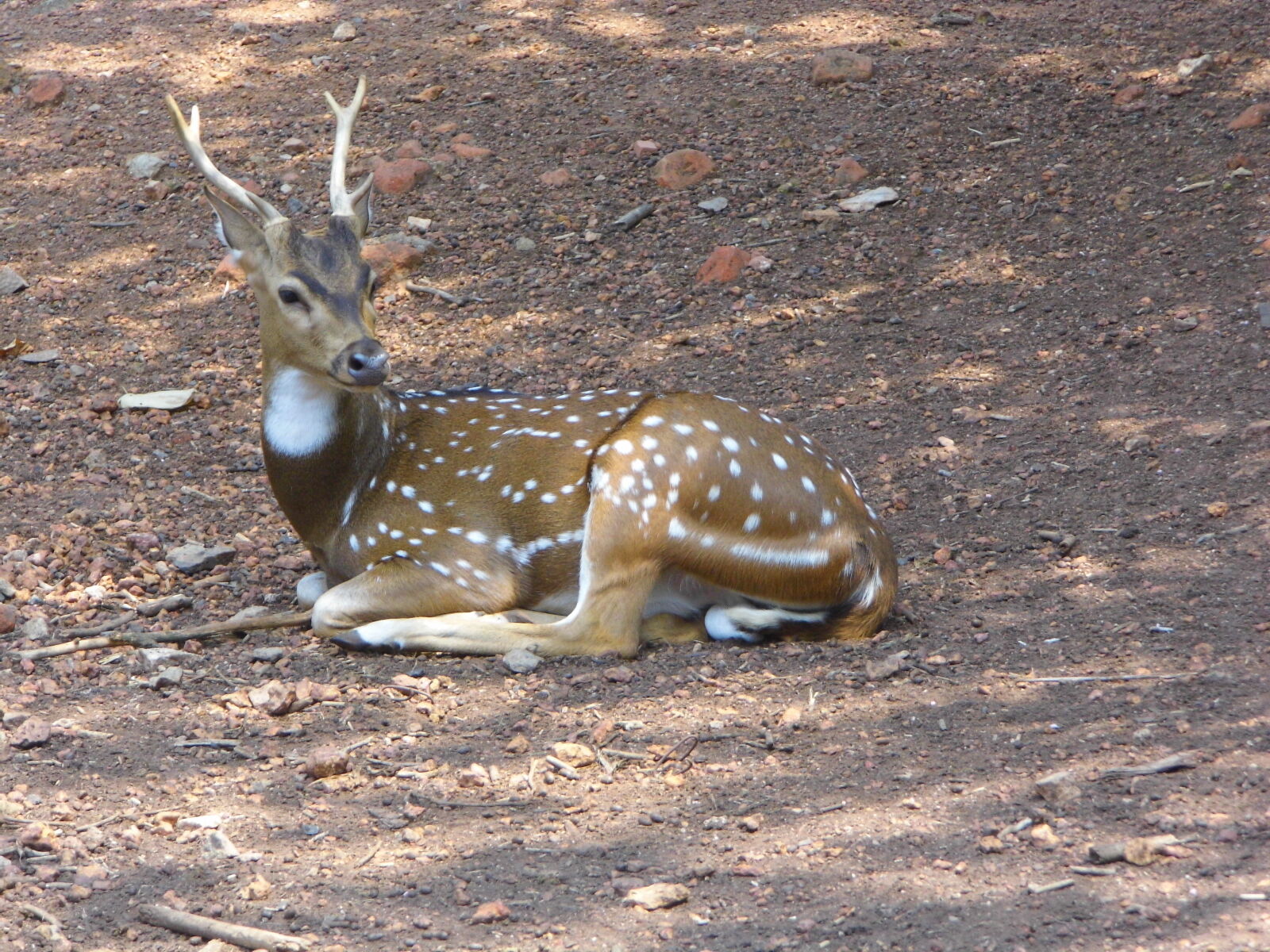 Benq GH600 sample photo. Deer, deerpark, ecotourism, nature photography
