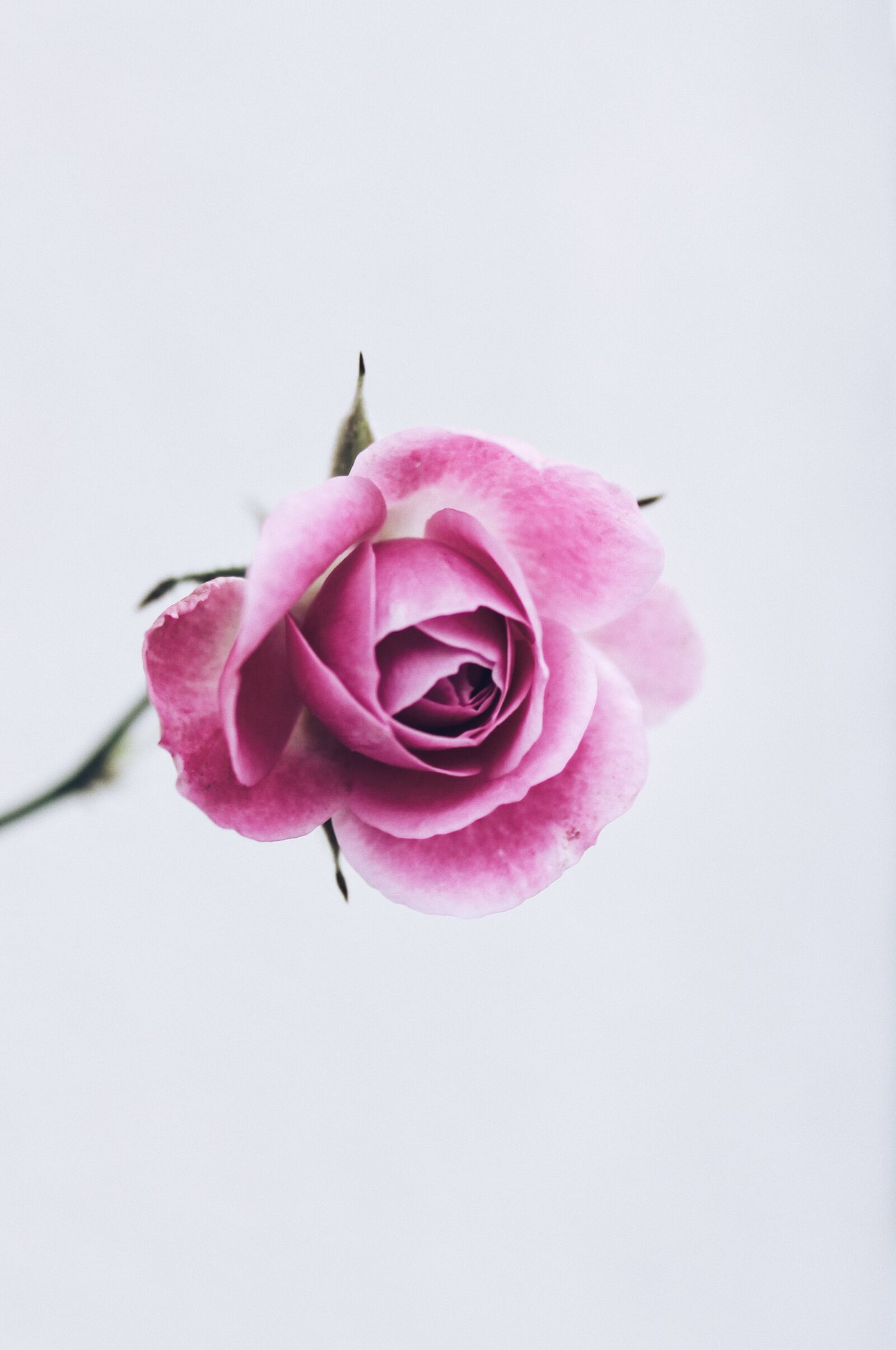 Canon EOS 1100D (EOS Rebel T3 / EOS Kiss X50) sample photo. Roses, pink, flowers photography