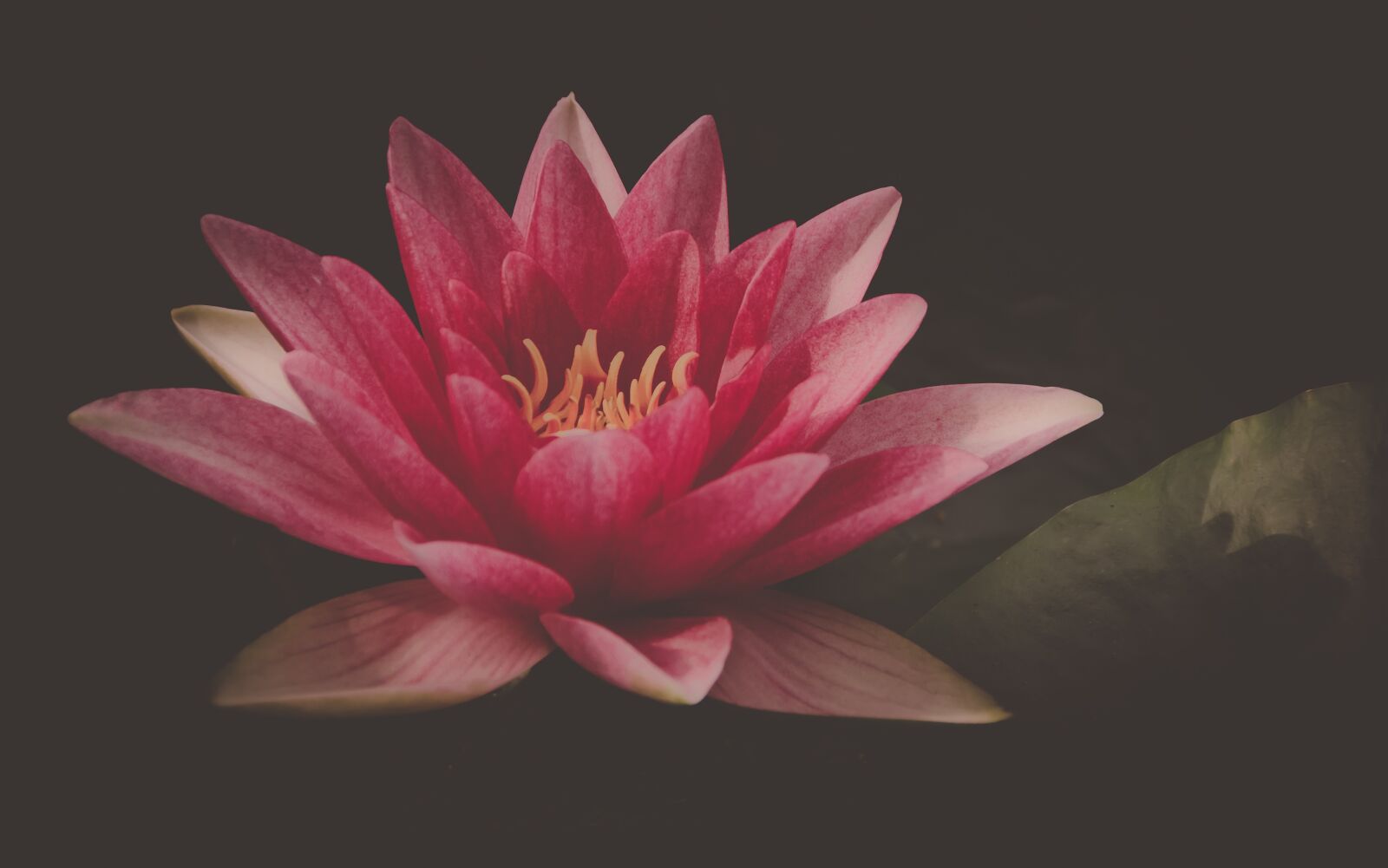 Sony SLT-A58 sample photo. Water lily, water, pond photography