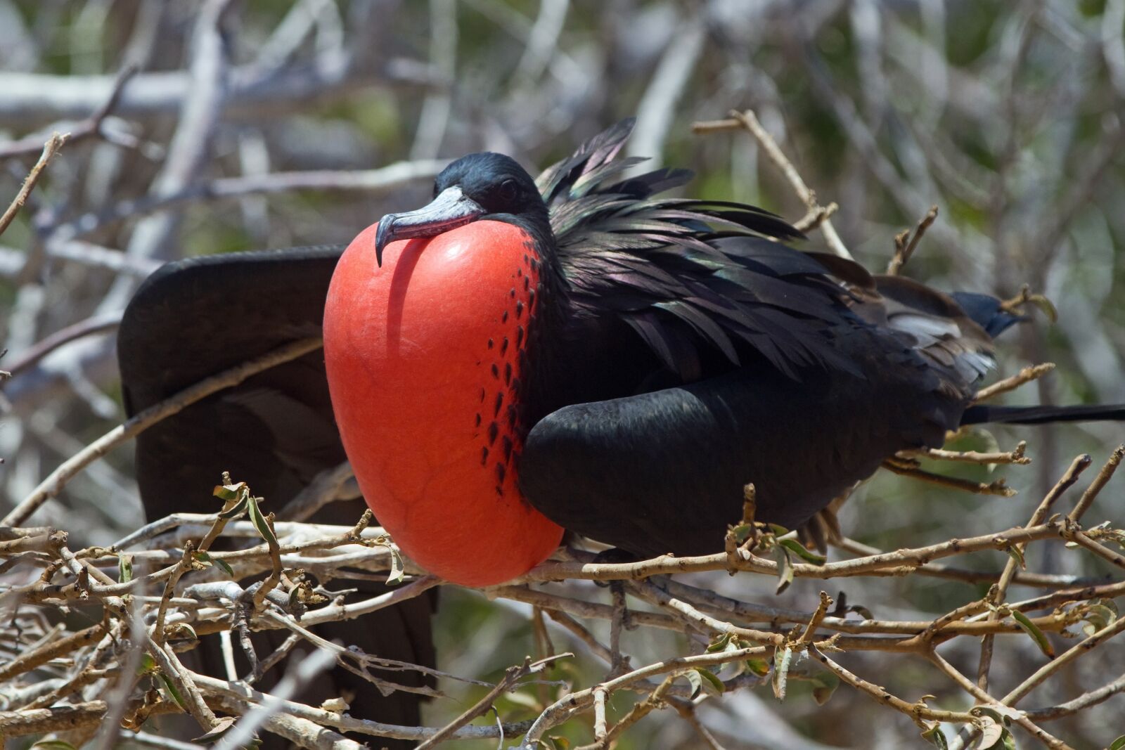 Canon EOS 7D sample photo. Great frigate, bird, red photography