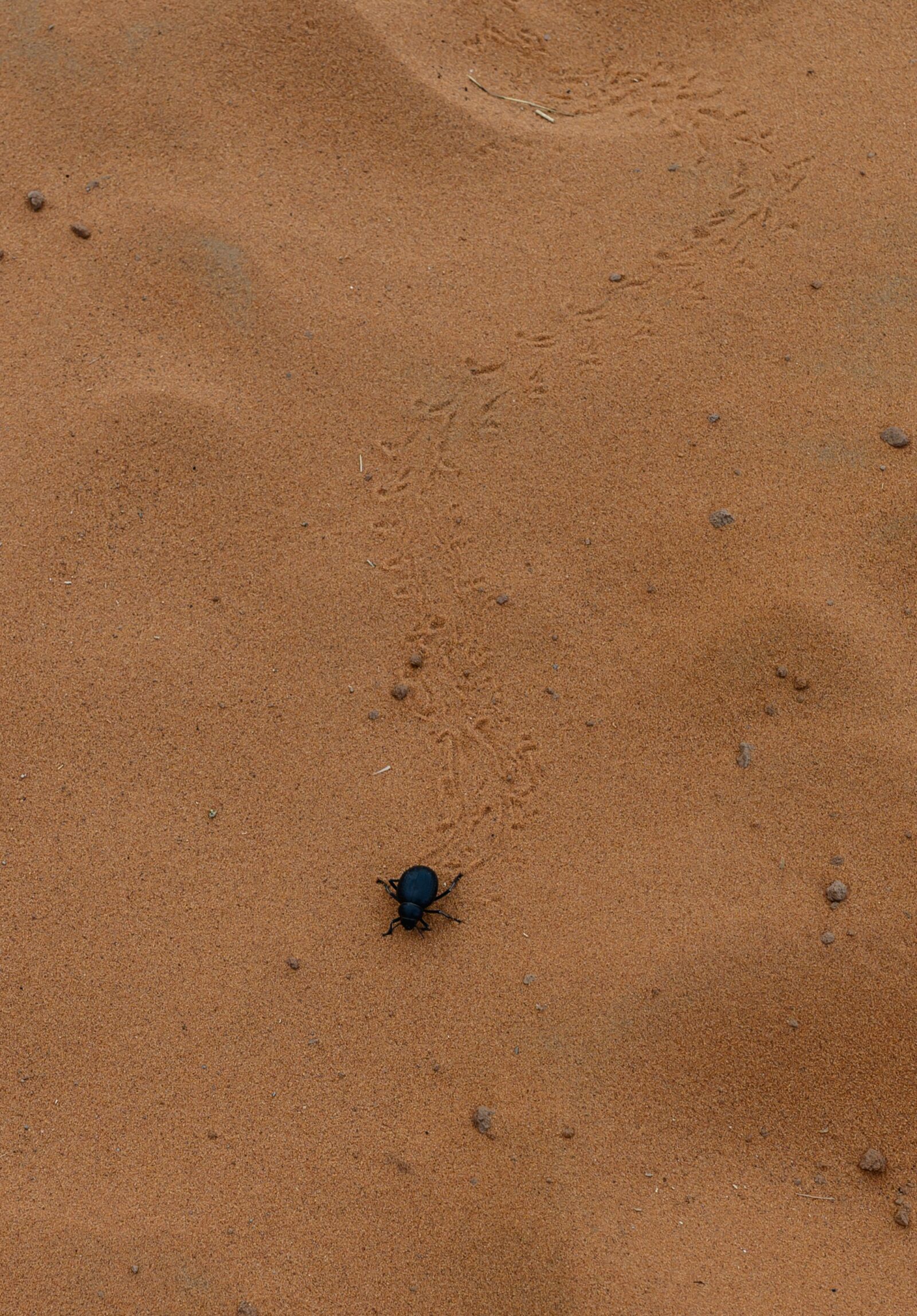 Nikon Nikkor Z 35mm F1.8 S sample photo. Scarab, beetle, desert photography