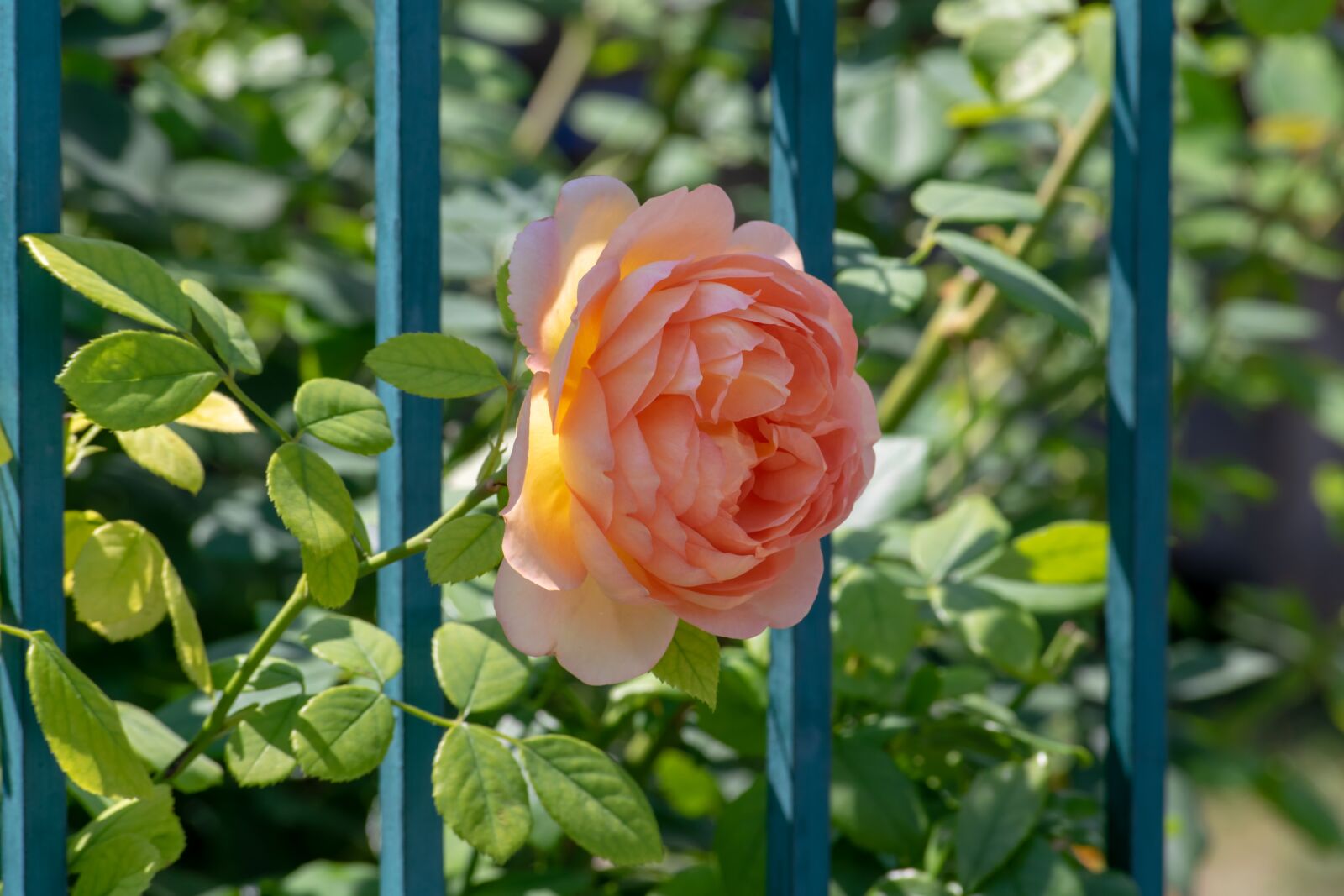 Nikon D3300 sample photo. Red, flower, garden photography