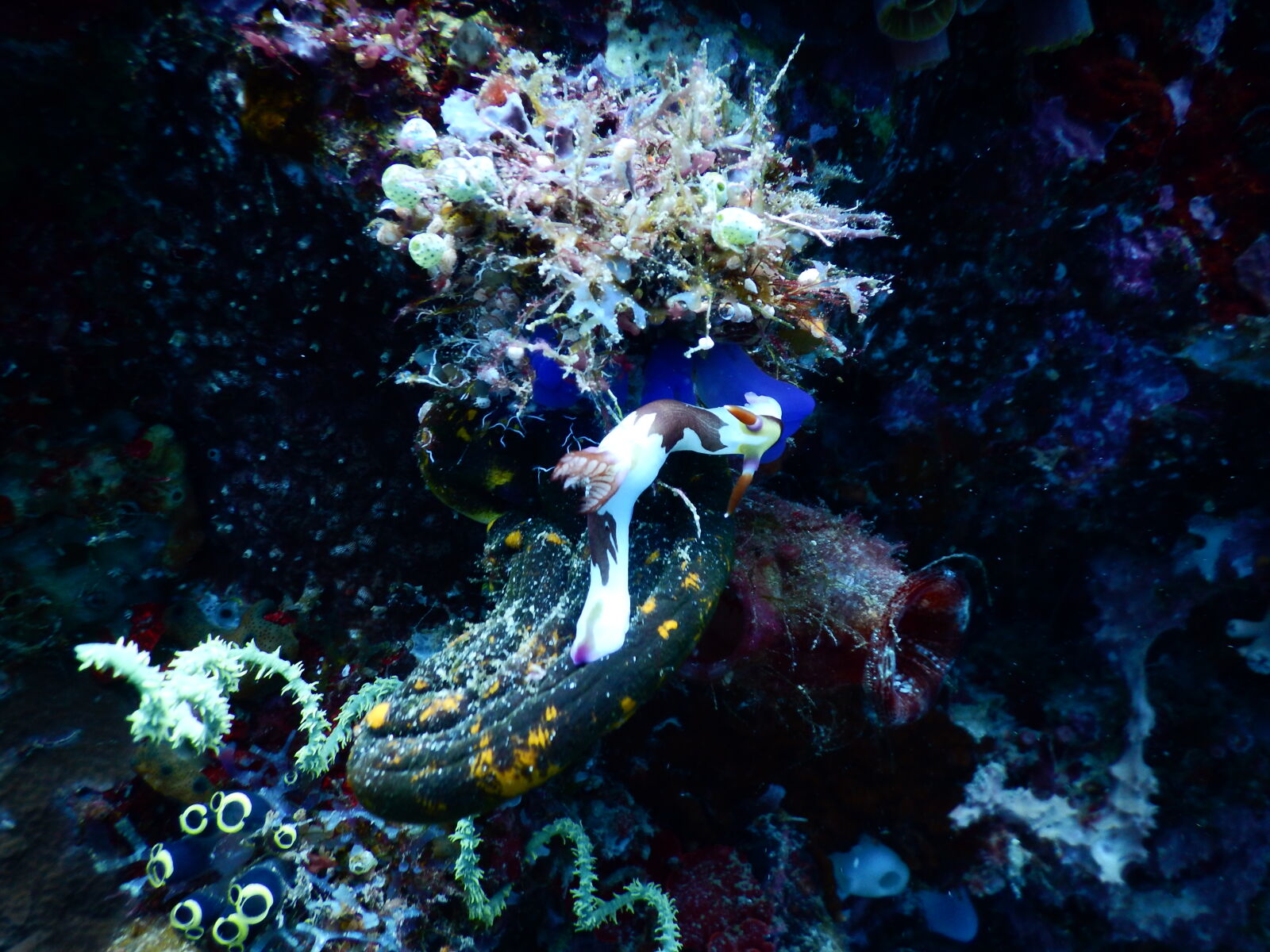 Nikon Coolpix AW130 sample photo. Animals, coral, sea photography