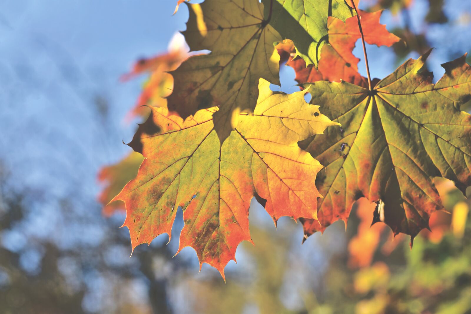 Nikon D7200 sample photo. Maple, maple leaf, autumn photography