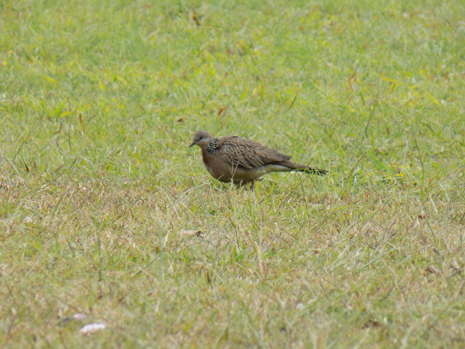 Nikon COOLPIX L330 sample photo. Animal, bird, grass, grassfield photography