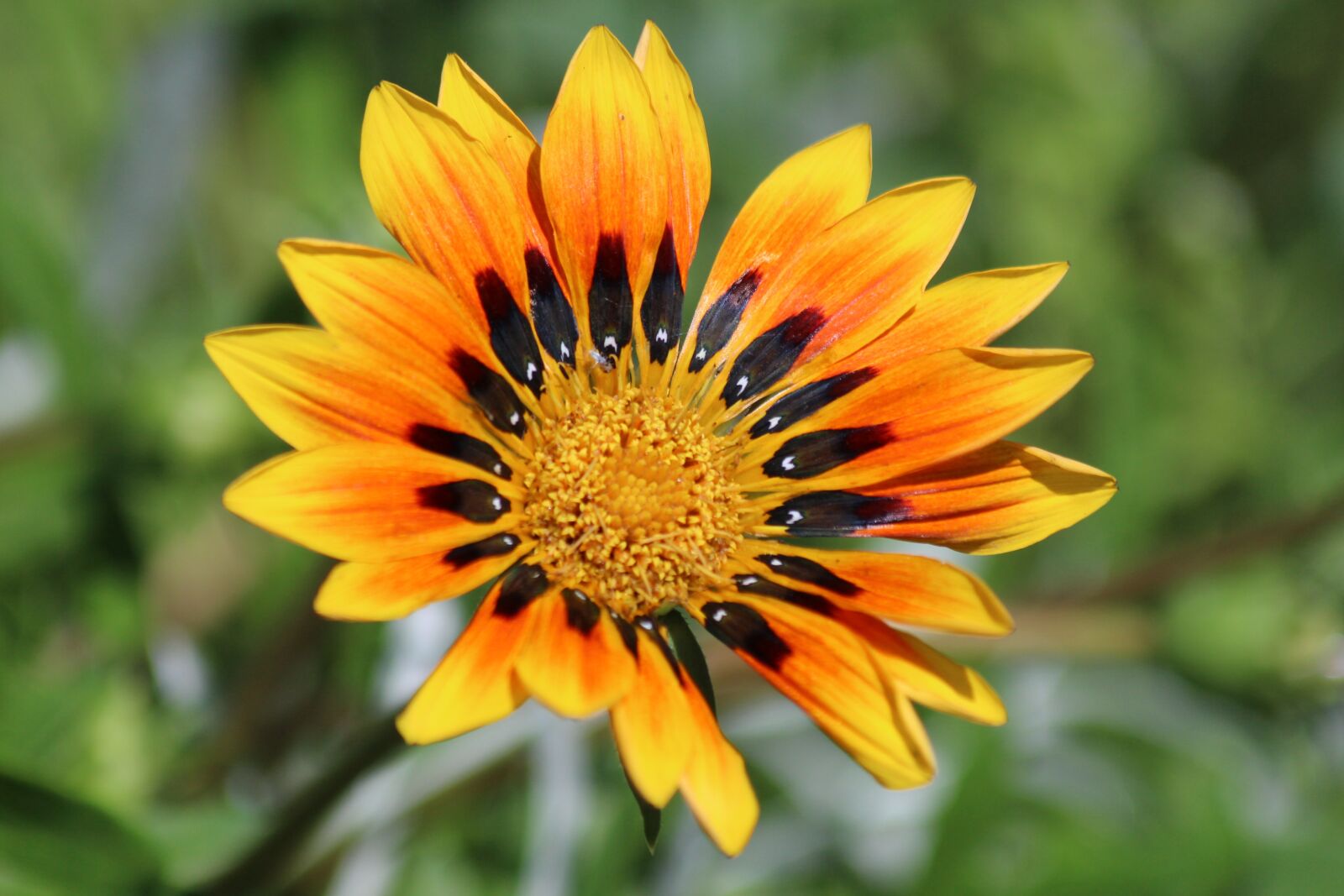 Canon EOS 650D (EOS Rebel T4i / EOS Kiss X6i) sample photo. Gazania, flower, plant photography