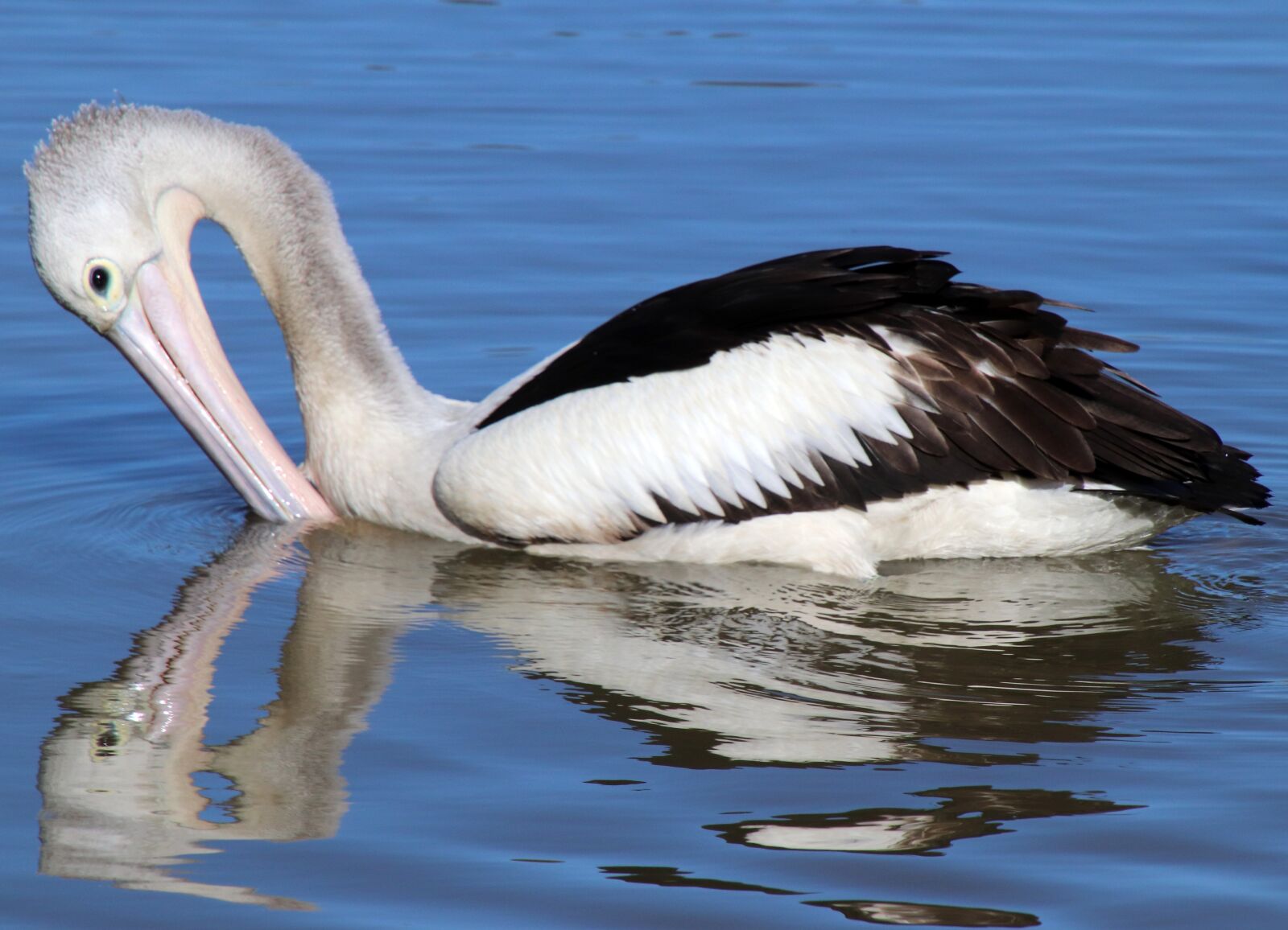 Canon EOS 800D (EOS Rebel T7i / EOS Kiss X9i) sample photo. Pelican, bird, fishing photography