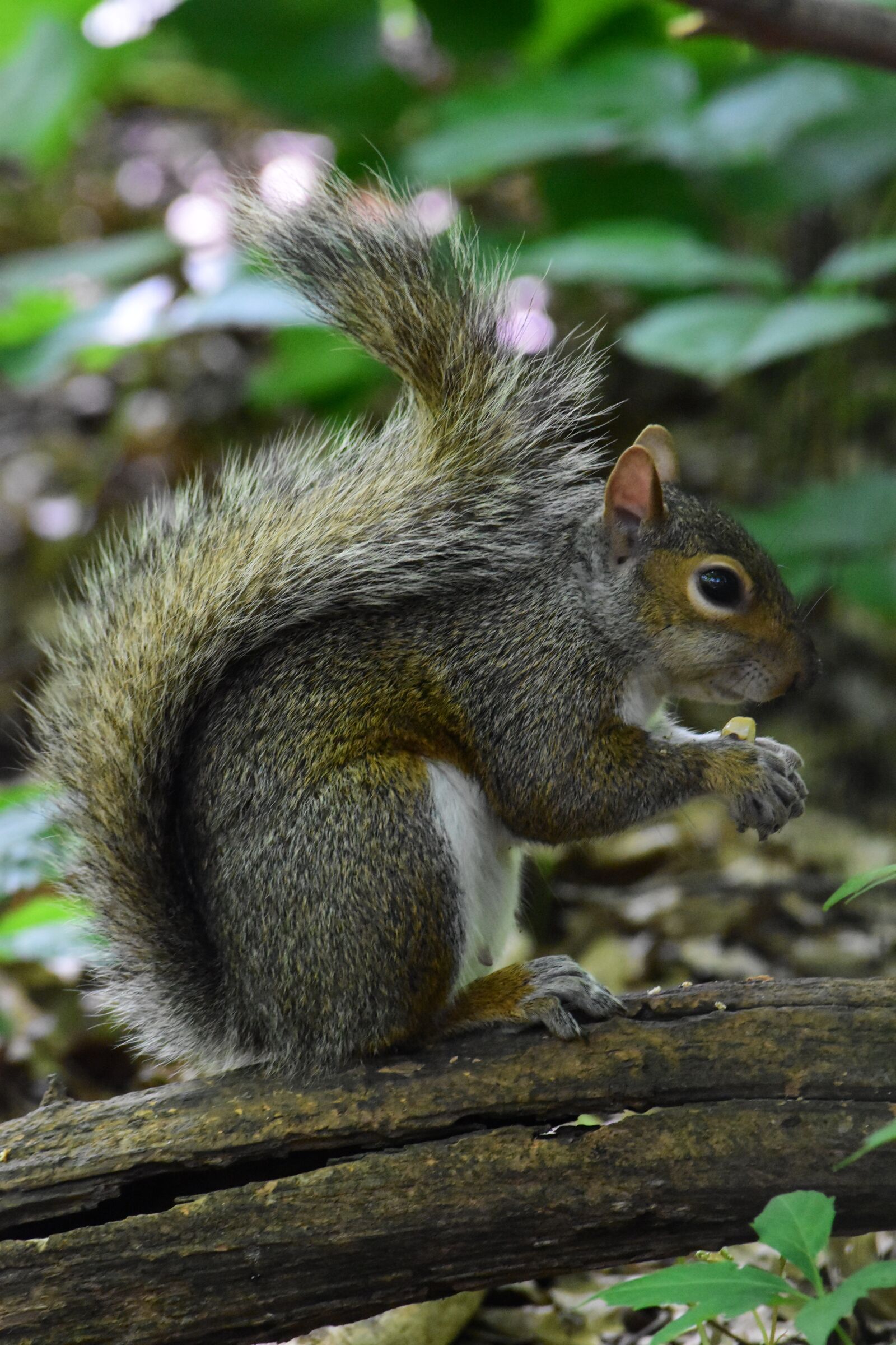 Nikon D5500 sample photo. Nature, central park, usa photography