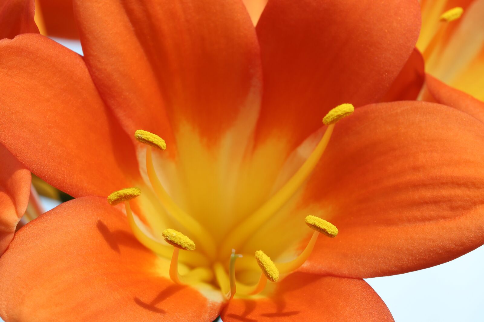 Canon EOS 800D (EOS Rebel T7i / EOS Kiss X9i) sample photo. Clivia miniata, flowers, beautiful photography