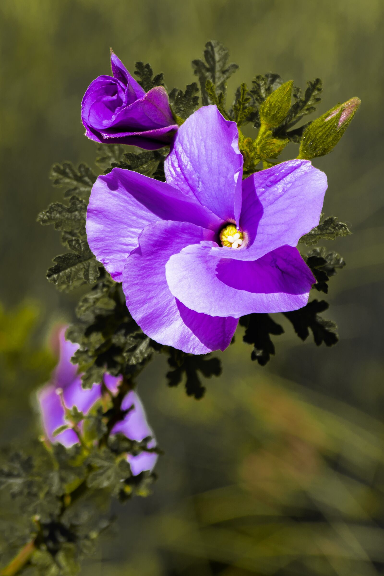 Nikon D3300 sample photo. Flower, purple, garden photography