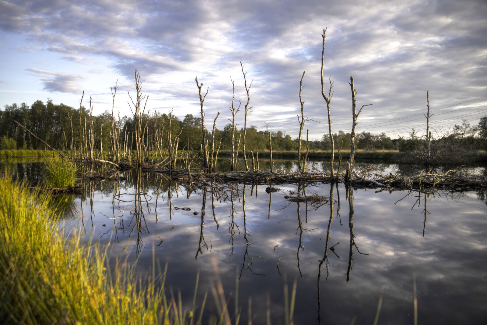 Nikon D600 sample photo. Trees, lake, birch photography