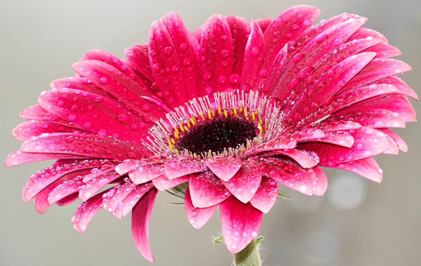 Nikon D5300 sample photo. Flower, pink, beauty photography