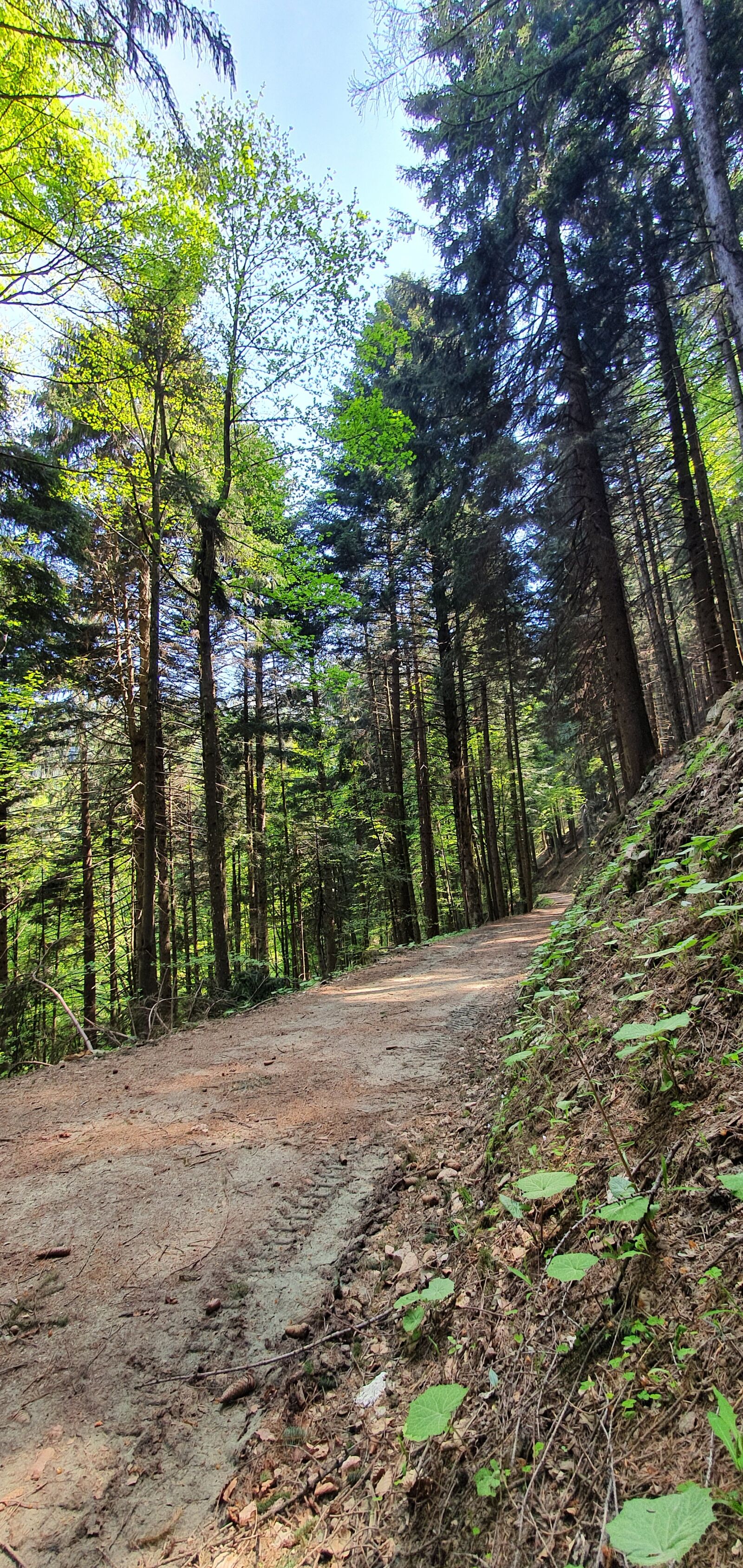 Samsung Galaxy S10+ sample photo. Alberi, trentino, alpi photography