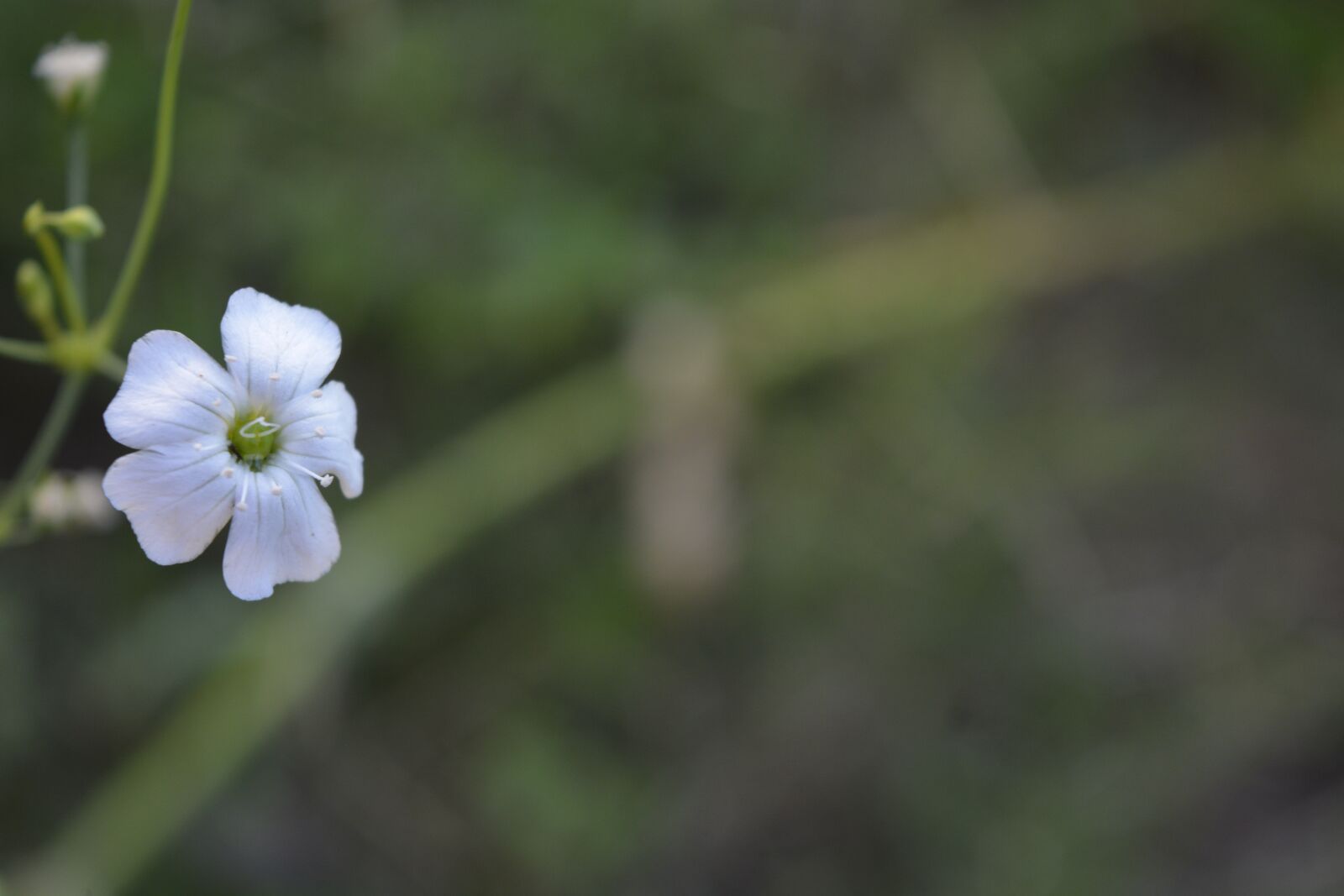 Nikon D5200 sample photo. White flower, small flower photography