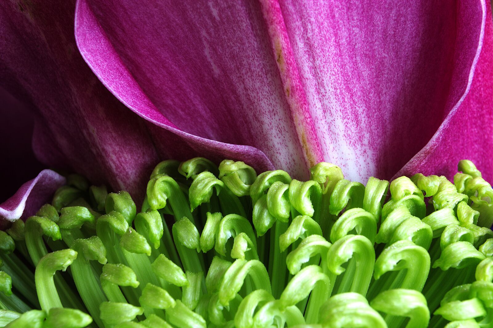 Nikon D7100 sample photo. Abstract, colour, texture photography