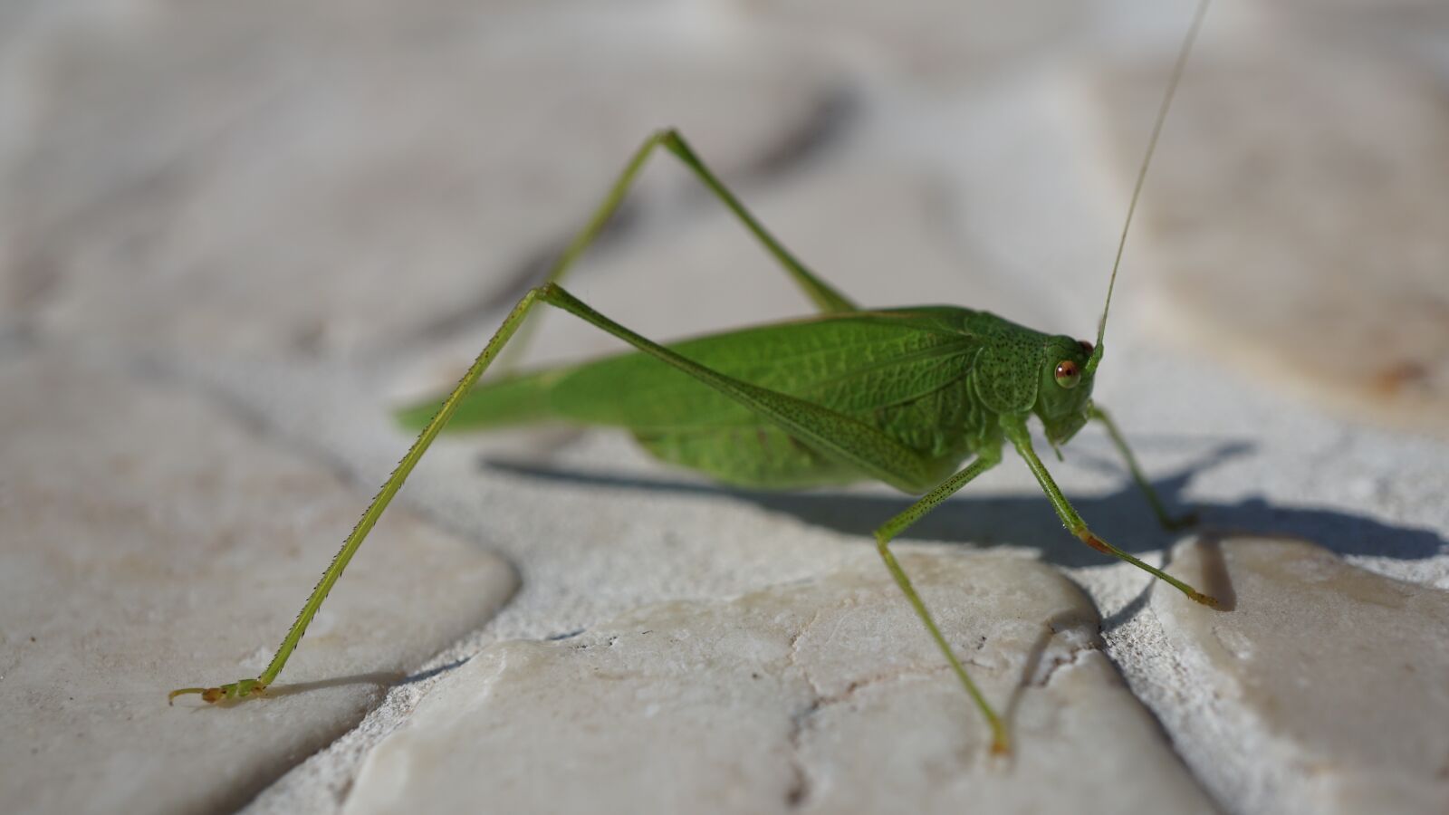 Sony E 30mm F3.5 Macro sample photo. Grasshopper, viridissima, insect photography