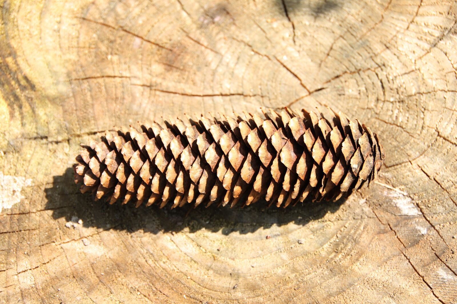 Canon EOS 500D (EOS Rebel T1i / EOS Kiss X3) sample photo. Pine cones, tap, fir photography