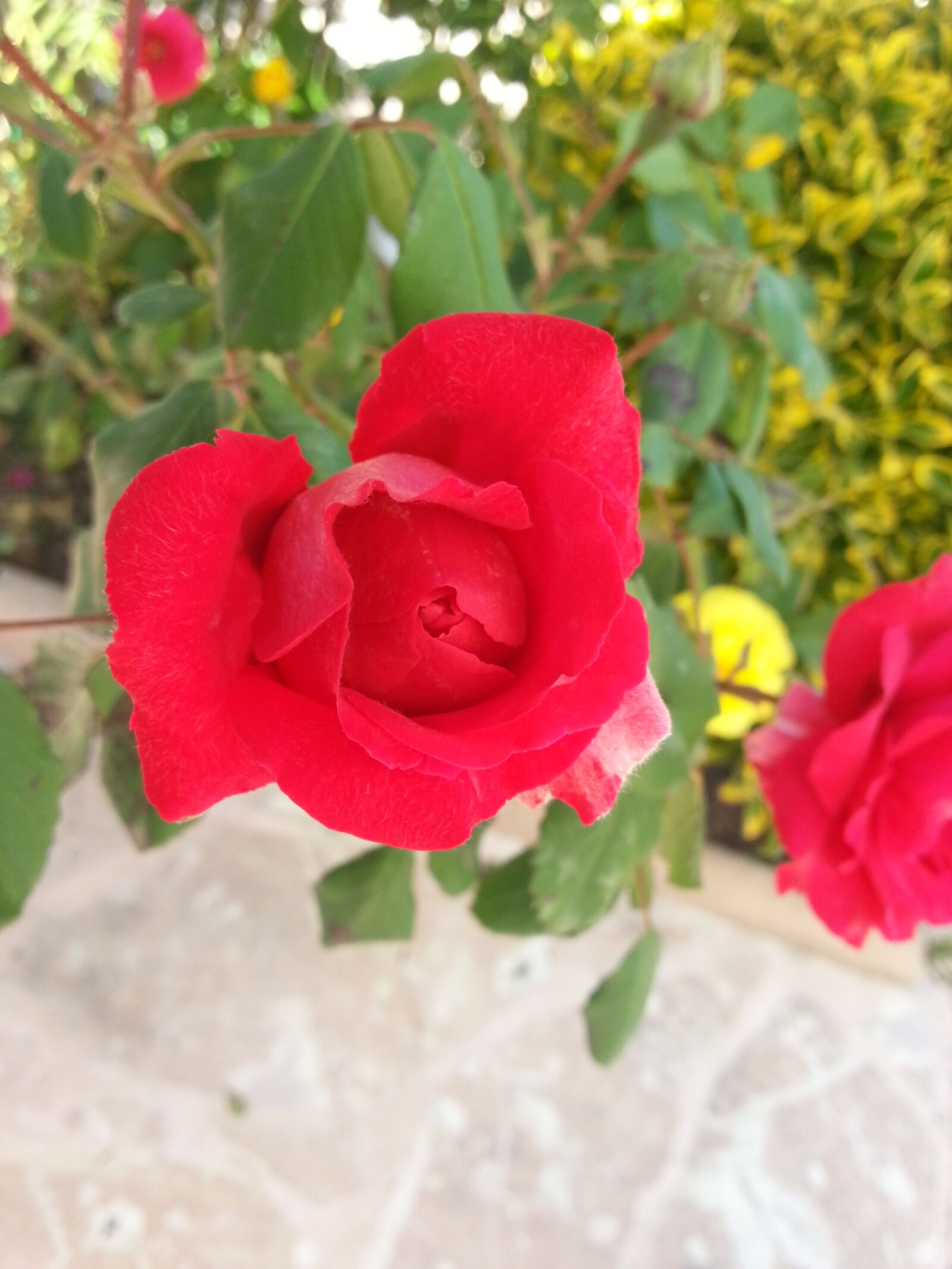 Samsung Galaxy S3 sample photo. Red rose, red, garden photography