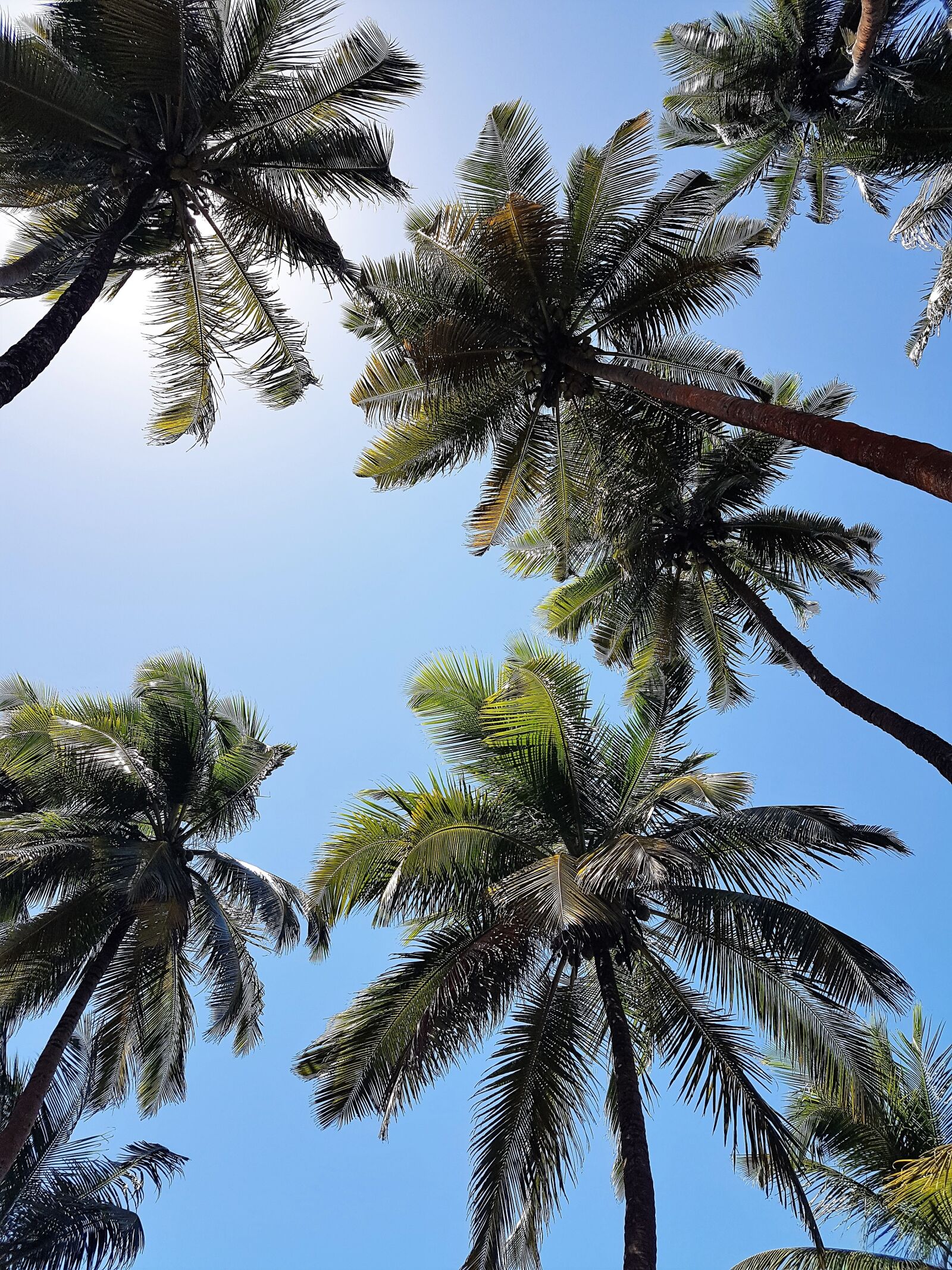 Samsung Galaxy S7 sample photo. Coconut trees, palm trees photography