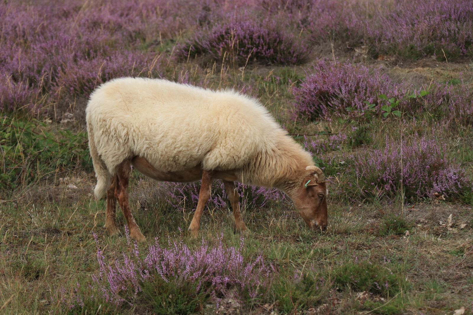 Canon EF-S 18-135mm F3.5-5.6 IS USM sample photo. Heide, sheep, animals photography
