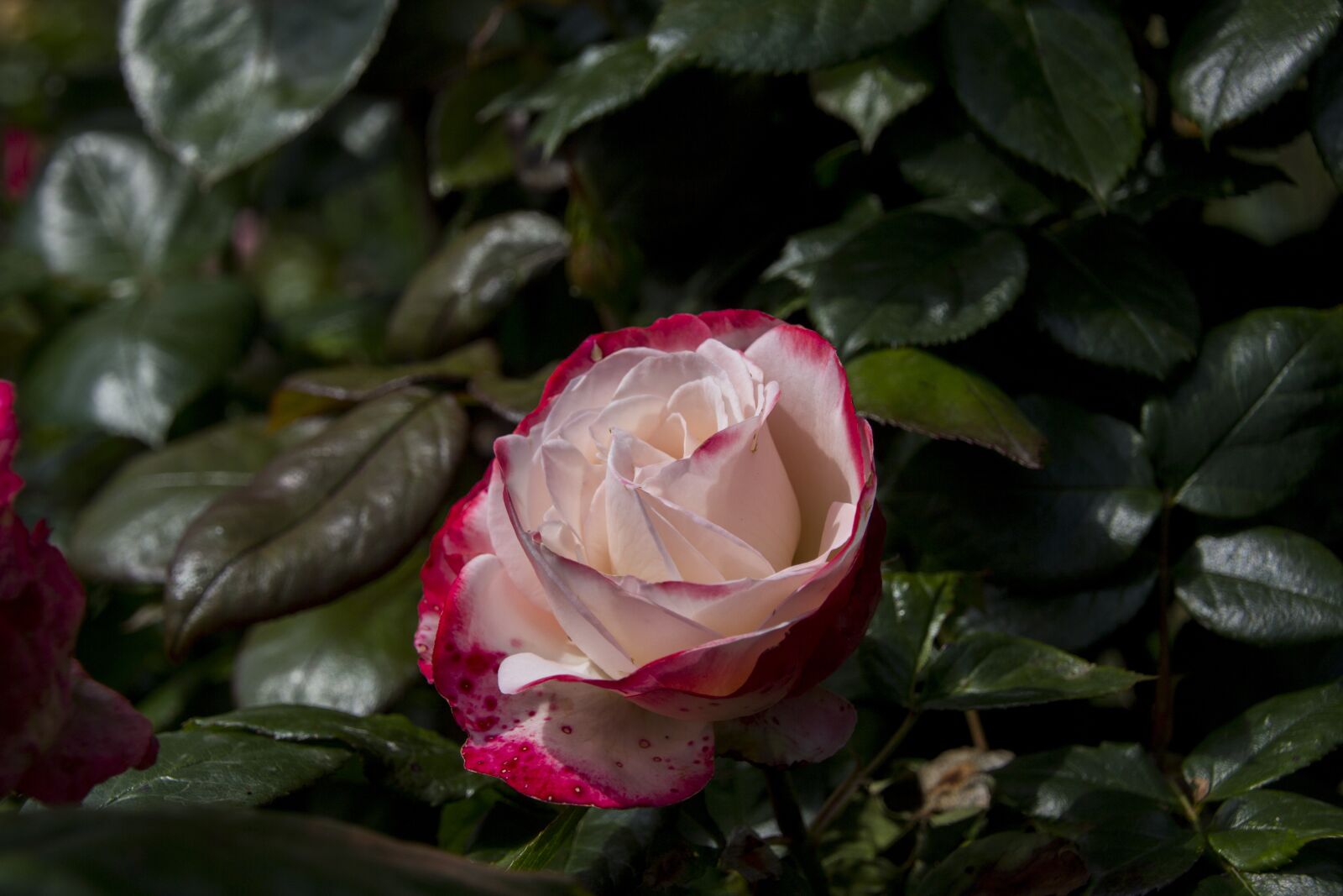 Canon EOS 60D sample photo. Rose, flower, nature photography