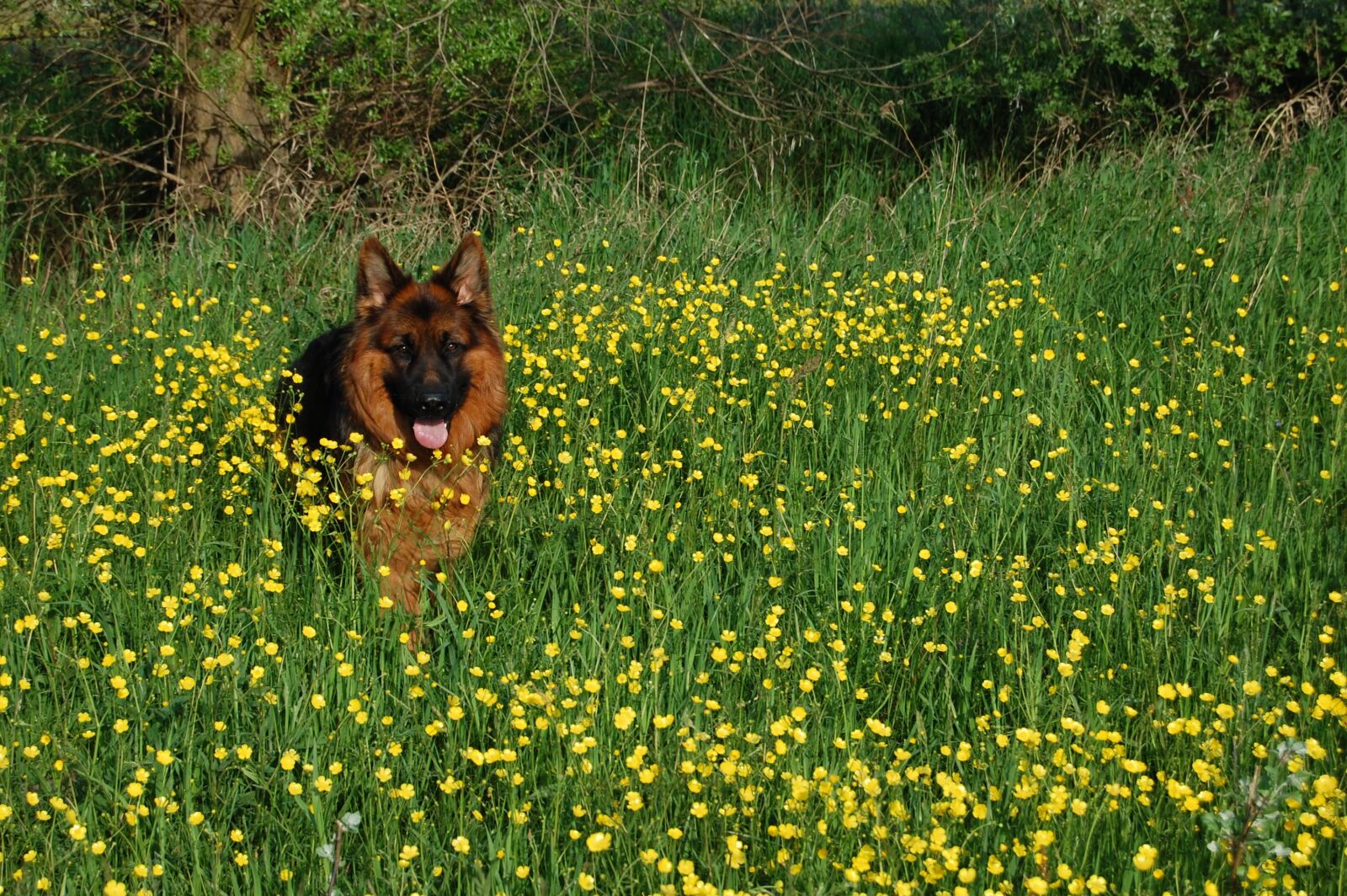 Nikon D40 sample photo. German shepherd, friend, long-haired photography