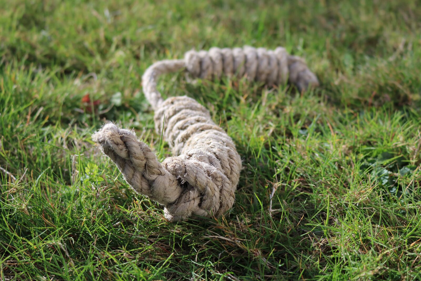 Canon EOS 760D (EOS Rebel T6s / EOS 8000D) + Canon EF-S 18-55mm F3.5-5.6 IS STM sample photo. Rope, knot, meadow photography