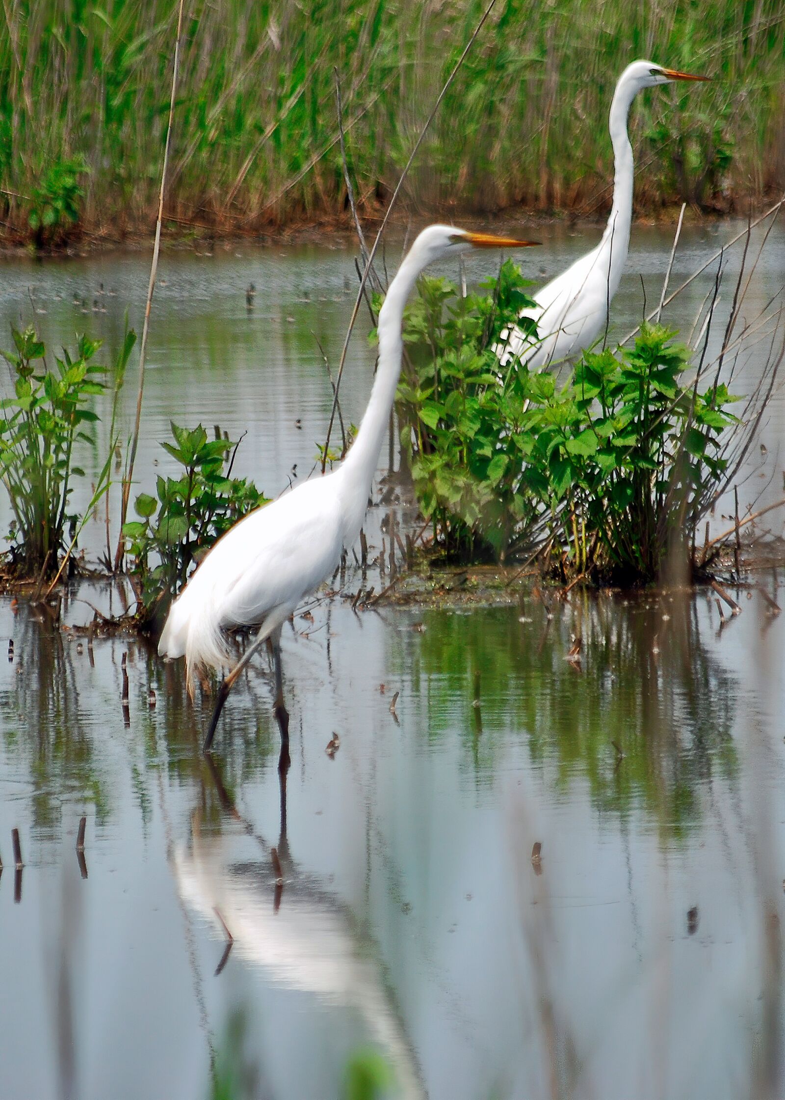Nikon D80 sample photo. Herons, white, water photography