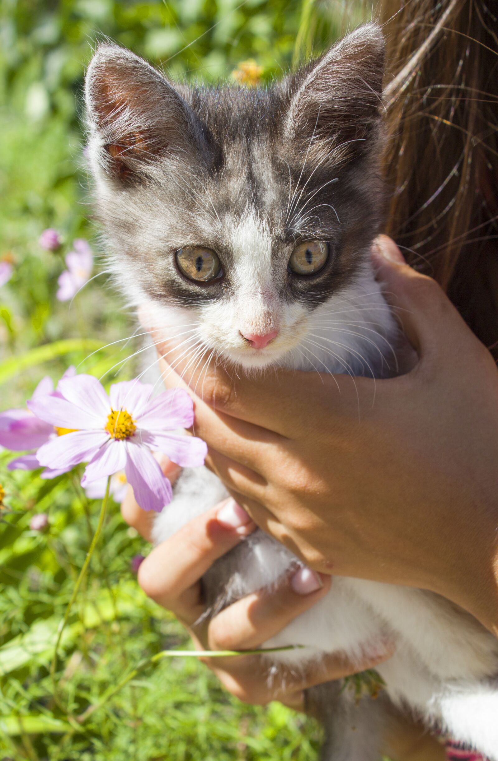 Canon EOS 650D (EOS Rebel T4i / EOS Kiss X6i) + Canon EF-S 18-55mm F3.5-5.6 III sample photo. Cat, grey kitten, kitten photography