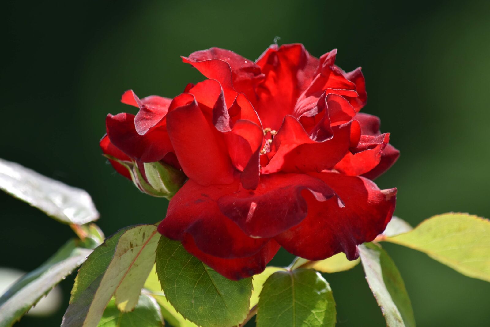 Nikon D5500 sample photo. Horticulture, petals, pistil, pollen photography