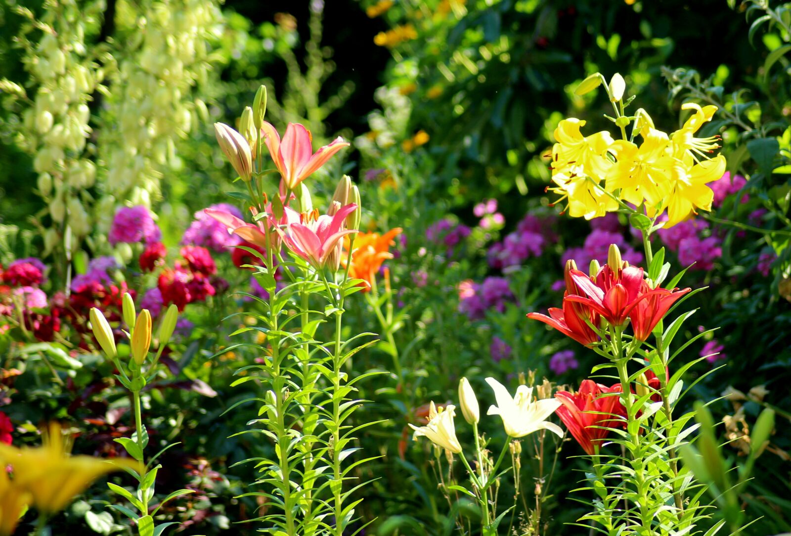 Canon EOS 1200D (EOS Rebel T5 / EOS Kiss X70 / EOS Hi) sample photo. Lilies, summer, garden photography