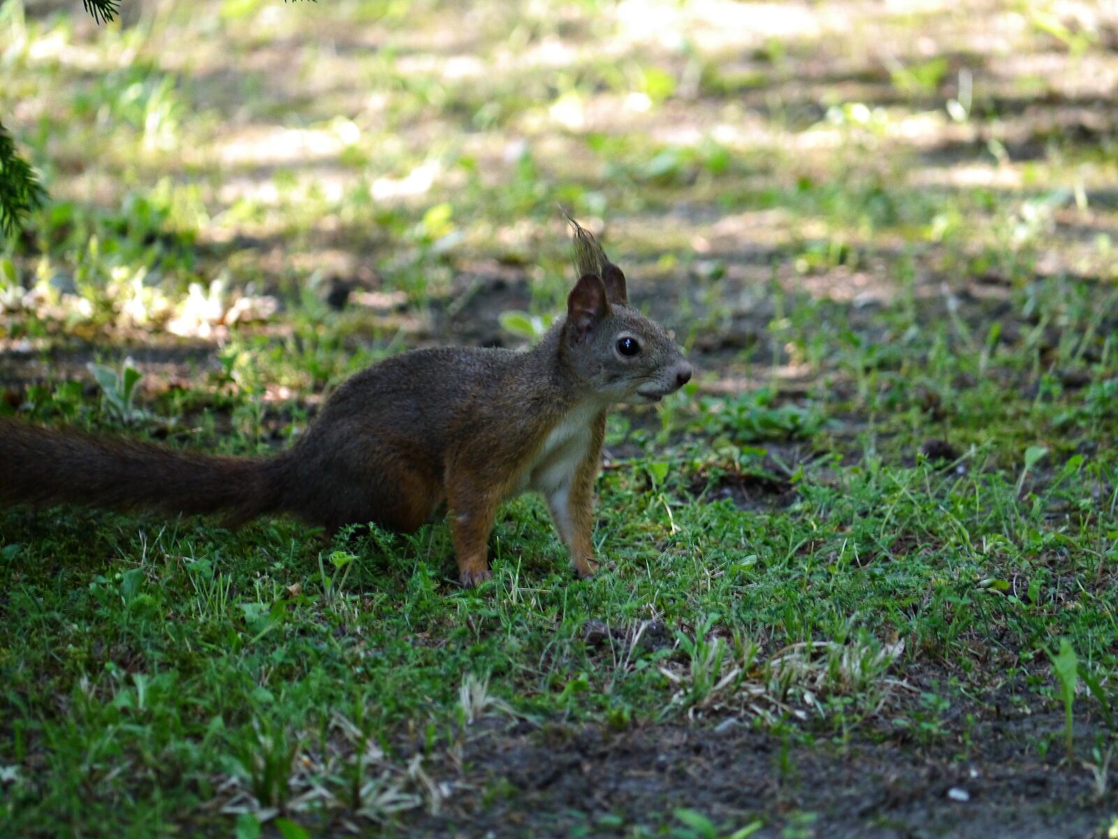 Panasonic Lumix DMC-G3 sample photo. Squirrel, rodent, forest photography