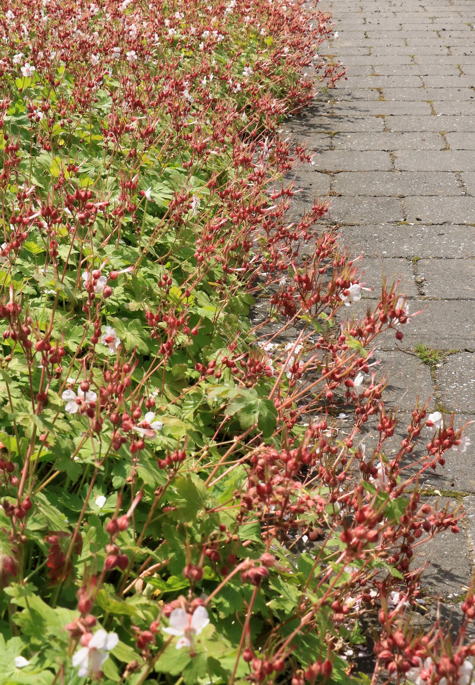 Canon EOS 750D (EOS Rebel T6i / EOS Kiss X8i) sample photo. Garden, nature, plants photography