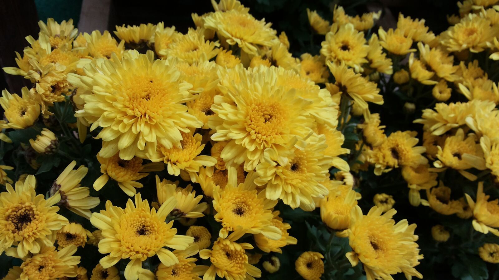 Samsung Galaxy Mega 5.8 sample photo. Flowers, yellow, nature photography