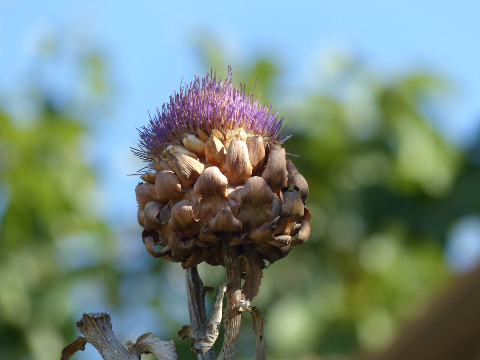 Panasonic Lumix DMC-FZ200 sample photo. Nature, plant, summer photography